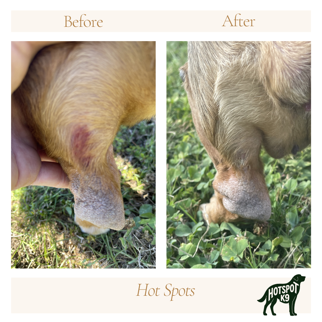 Side-by-side comparison of a dog's paw showing a hot spot. The 'Before' image displays a red, irritated area on the paw pad. The 'After' image shows the same paw with healed skin and no irritation. Text 'Hot Spots' and a logo of a dog with 'HOTSPOT K