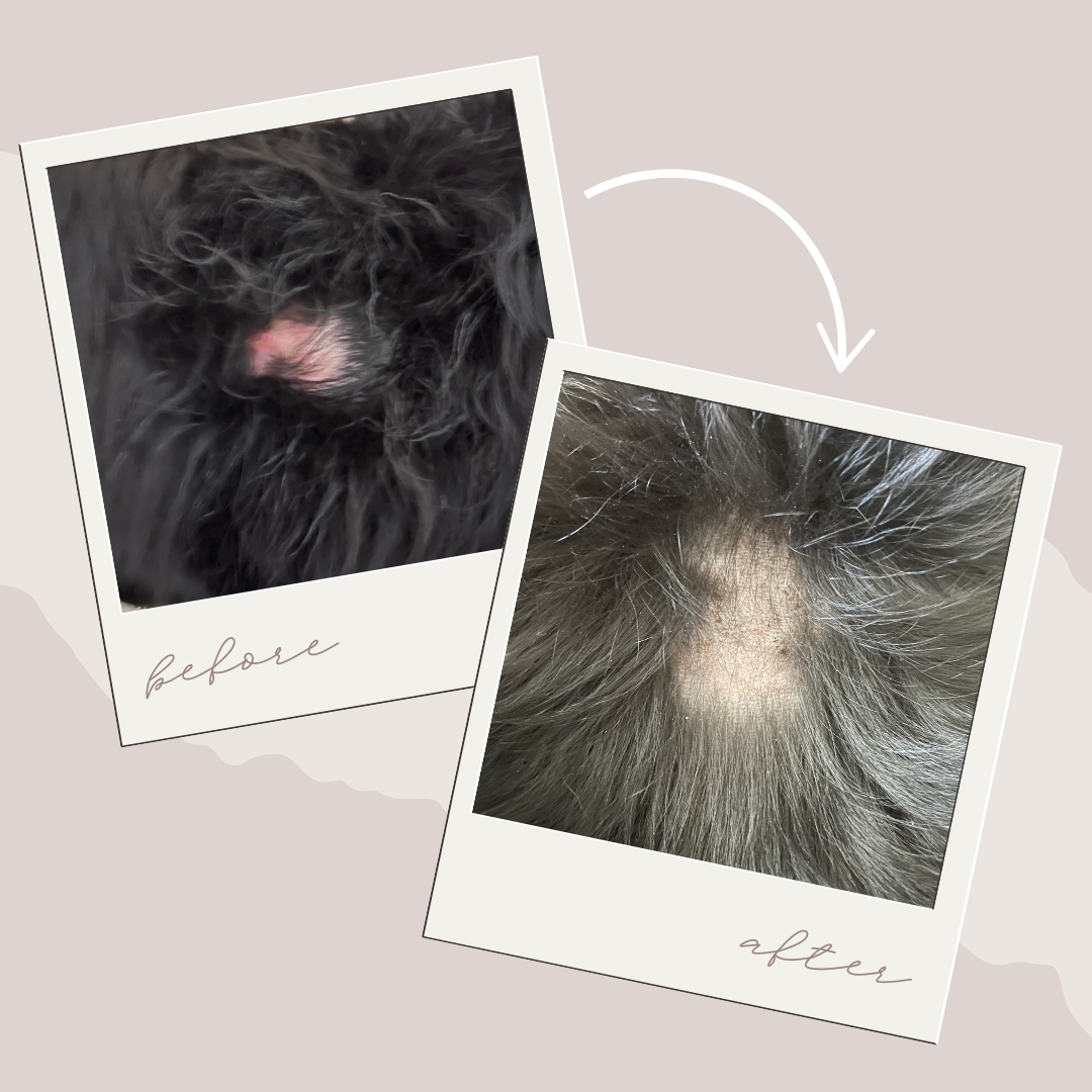 Comparison of a dog's fur hotspot before and after using HotSpot K9 powder, with the before picture showing long, shaggy black fur and the after picture showing healed