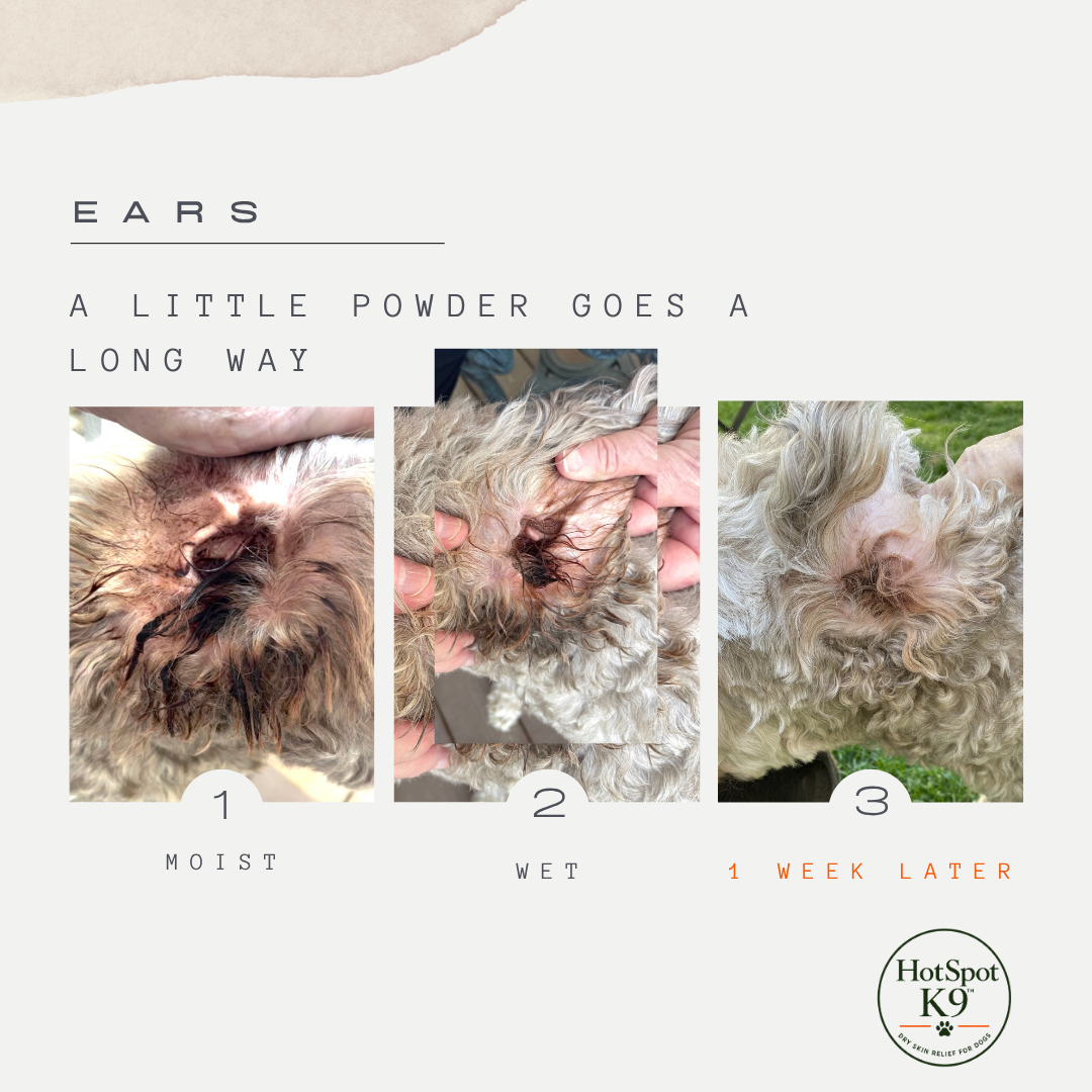 Sequence of three photos showing a dog's ear cleaning progress. The first photo shows a moist, dirty ear; the second shows a wet ear; the third shows a clean ear a week later. Text overlay indicates the process takes one week and the product used is 