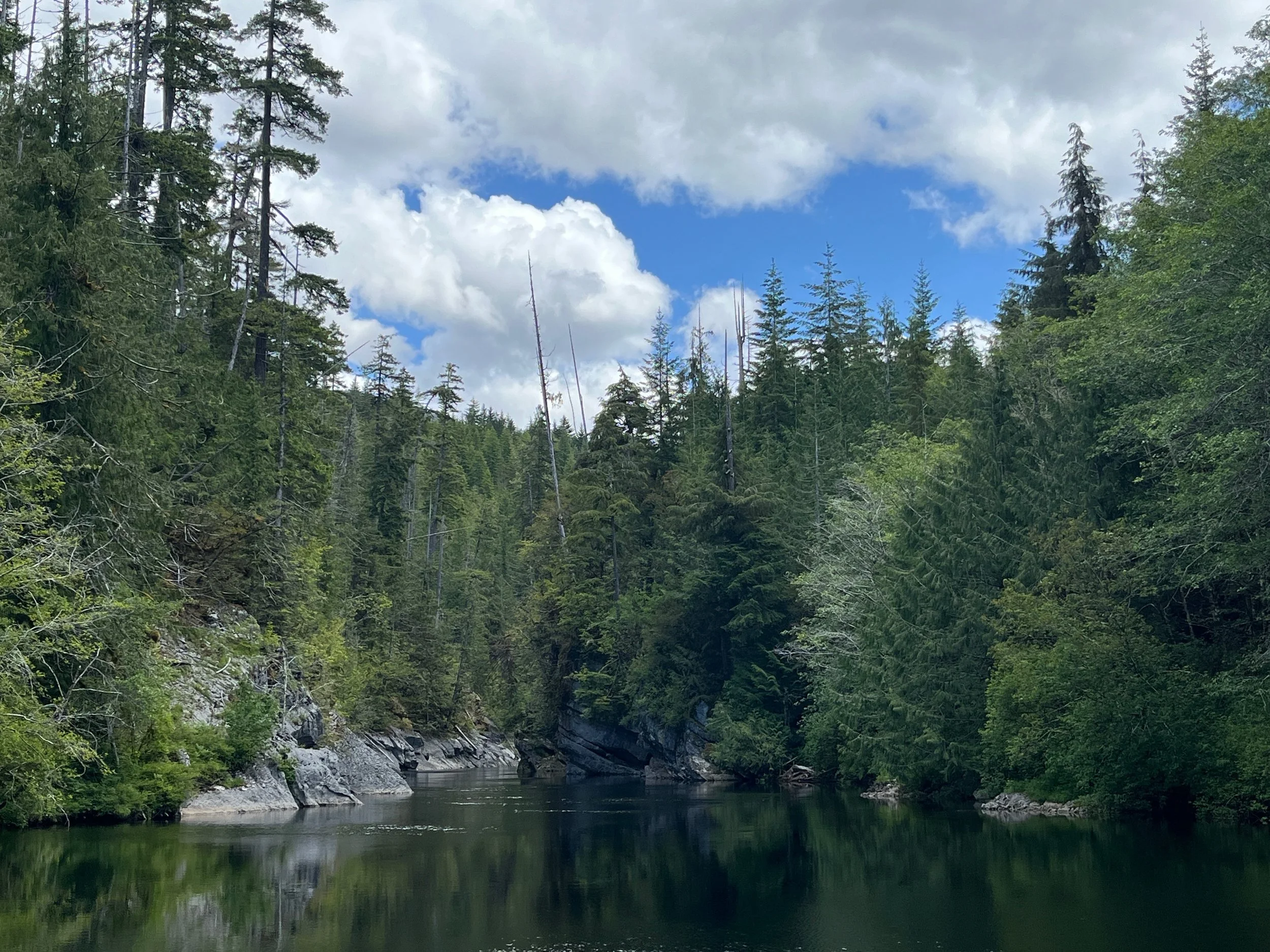 A river flowing through a forest with tall evergreen trees under a partly cloudy sky.