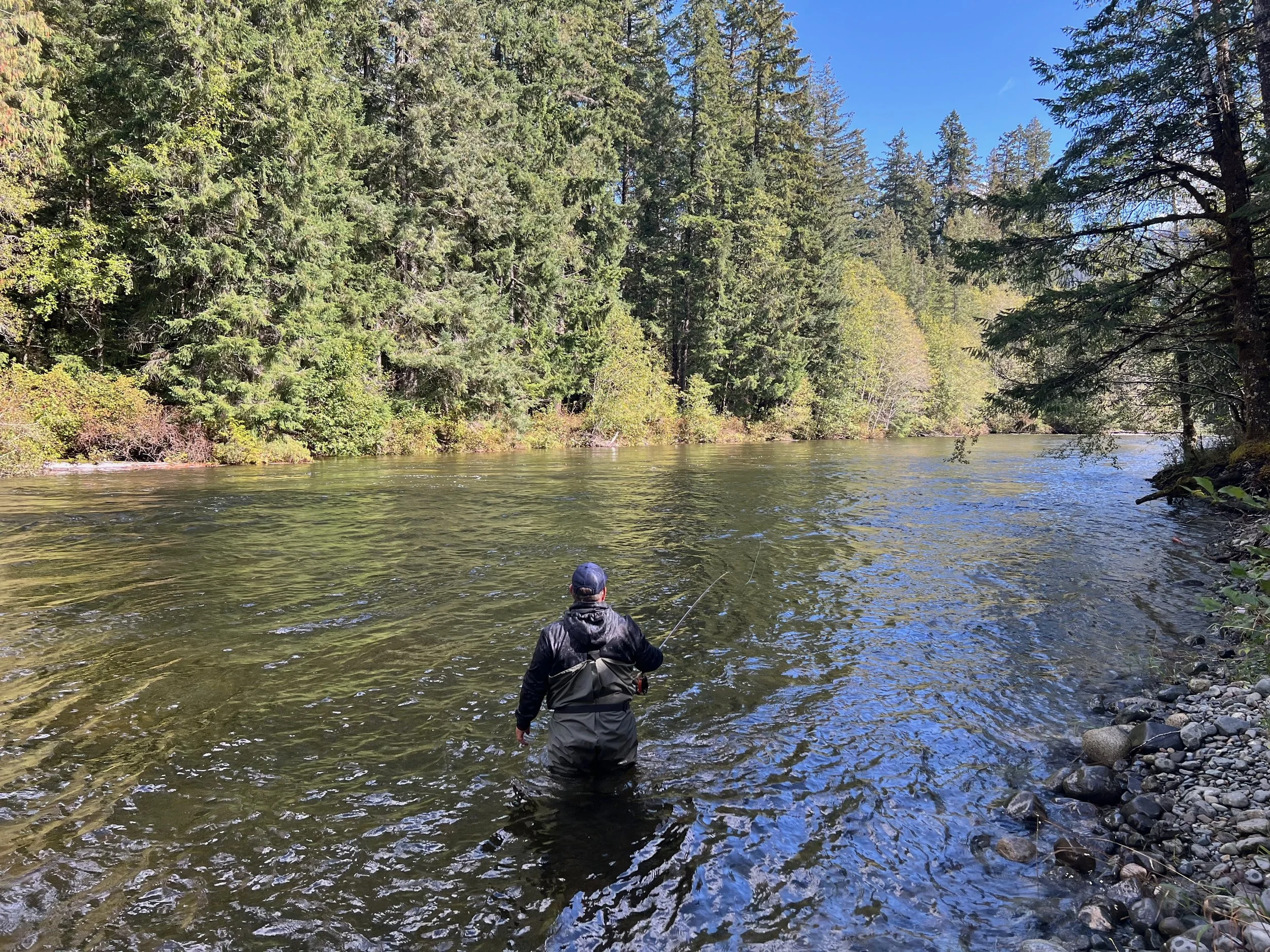 A person in a black jacket and light gray pants fishing in a river surrounded by tall evergreen trees and rocky shoreline.