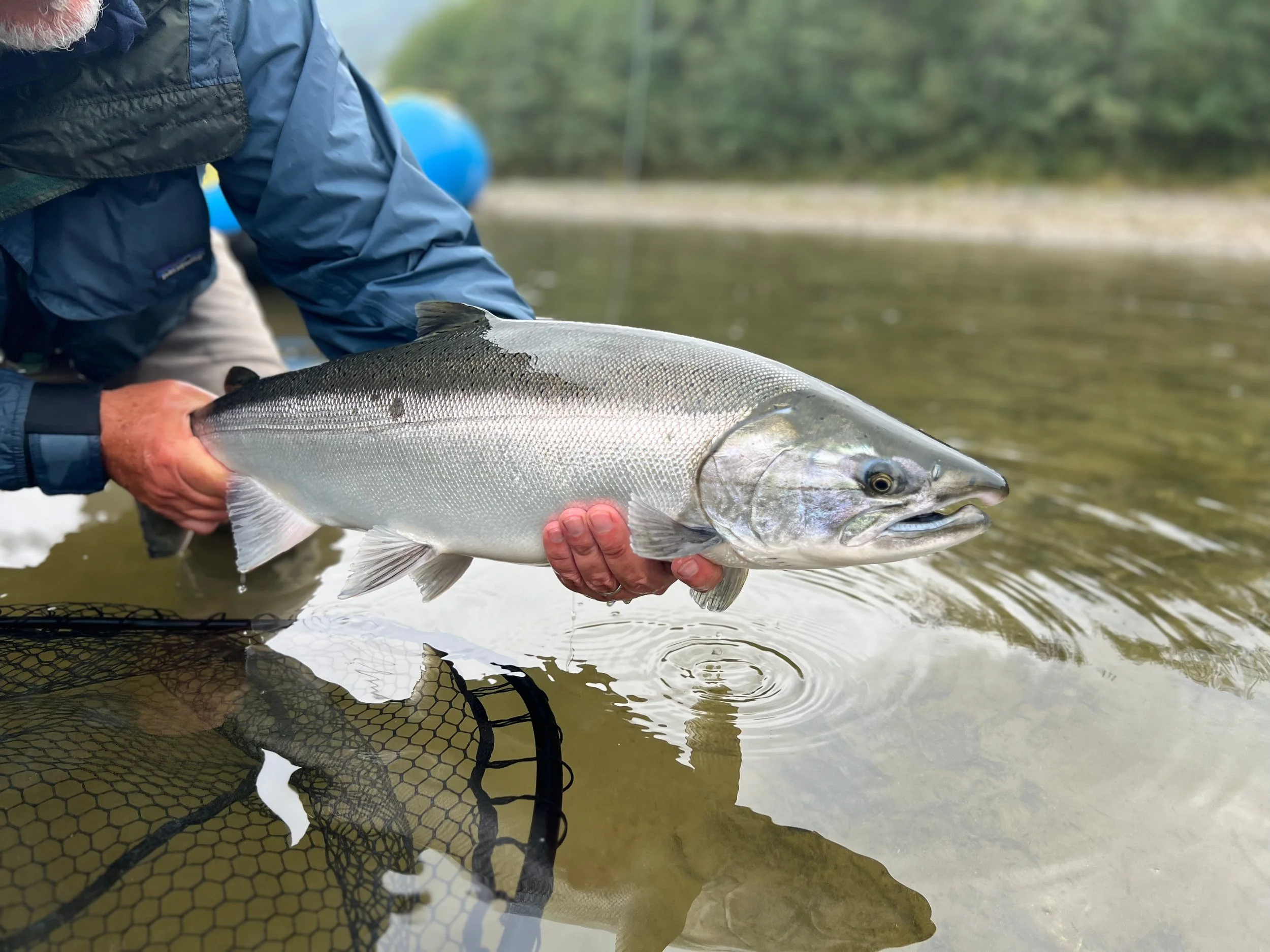 Person holding a large coho salmon fish over water with a fishing net below, wearing a blue jacket.