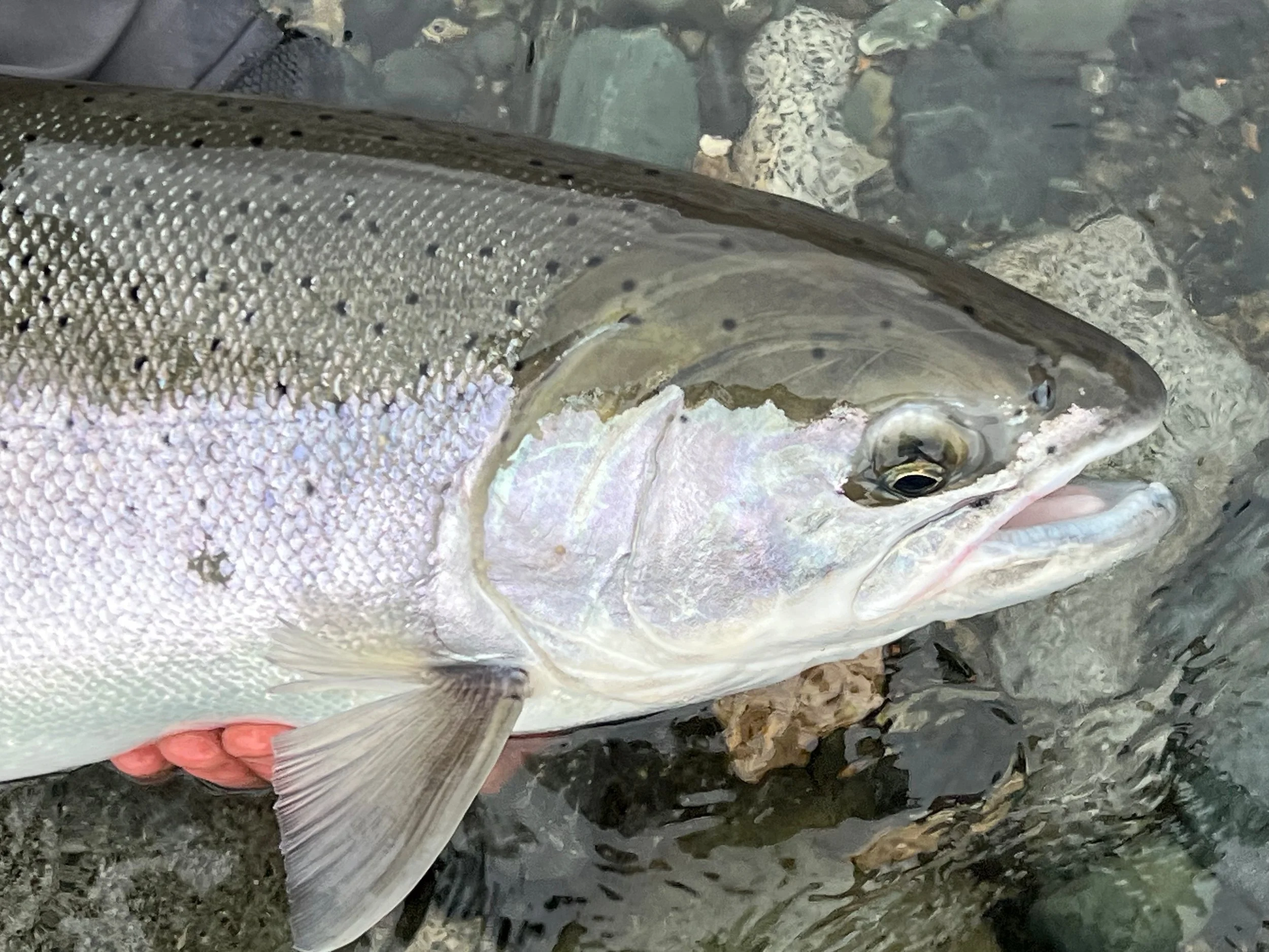 Close-up of a netted steelhead with shiny scales and a visible eye, likely catch of the day, on river rock background.