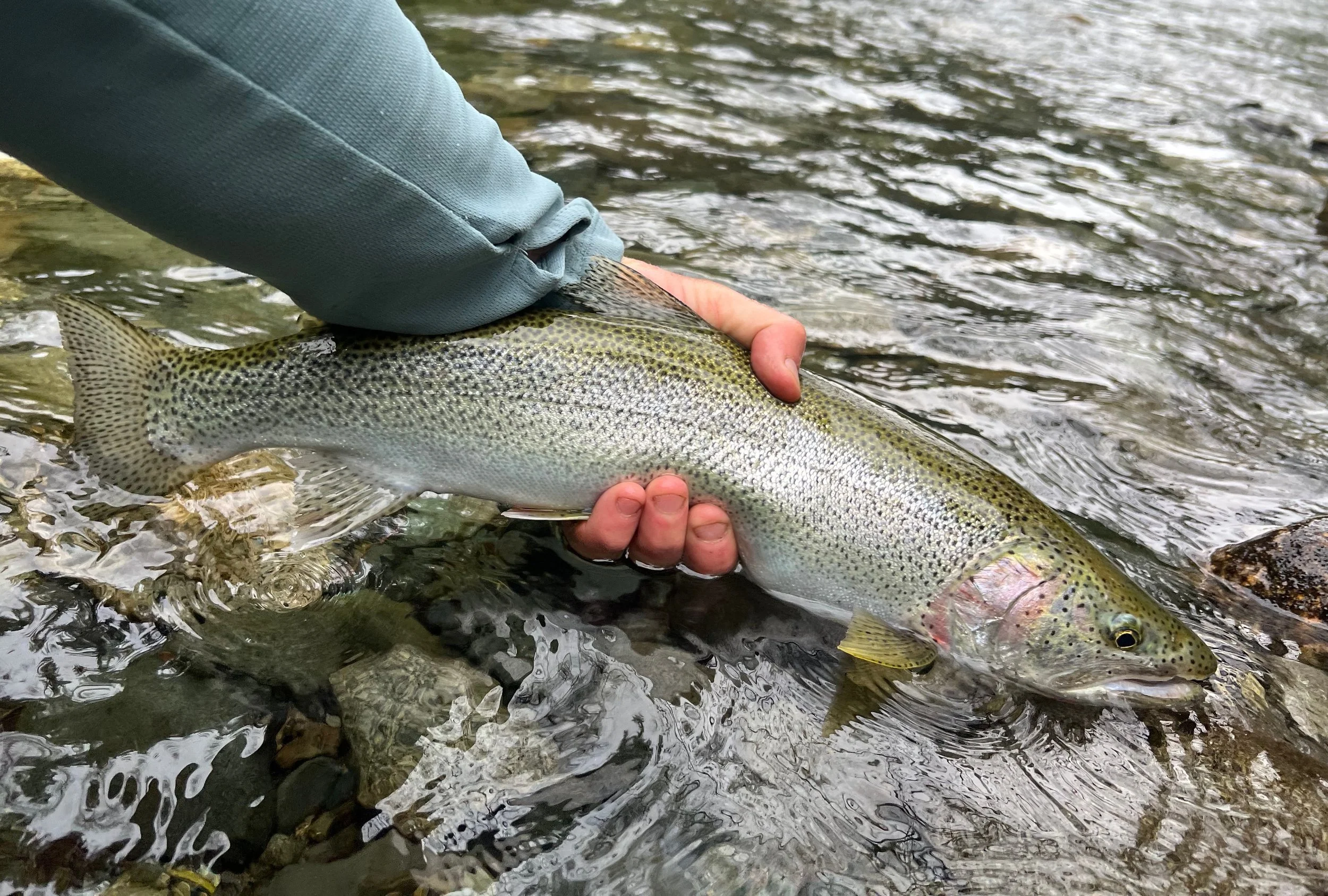 Person holding a large Cutthroat trout fish in a shallow river with clear water and rocks.