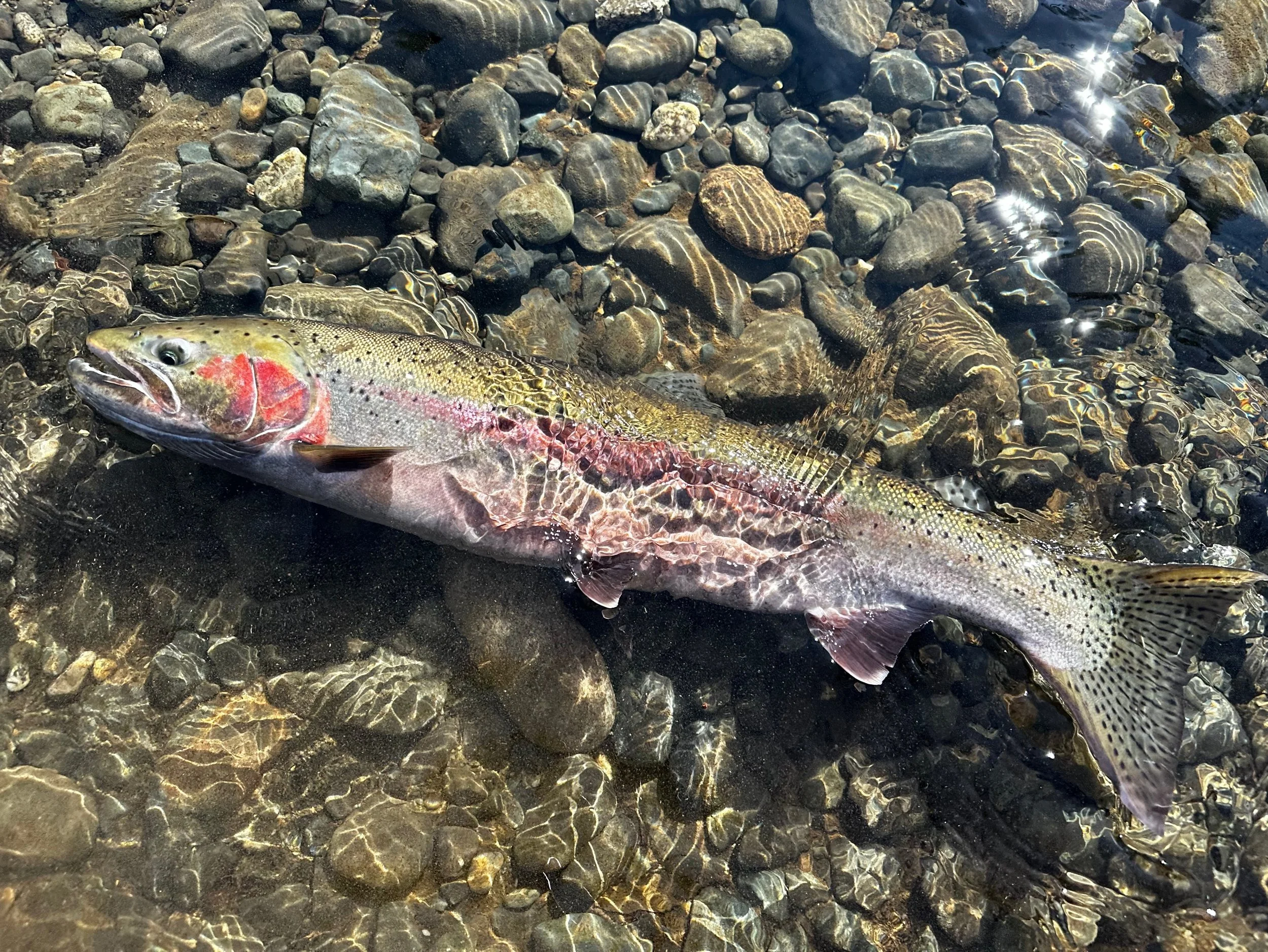 A steelhead lies on a bed of wet stones and pebbles near the shoreline, with sunlight reflecting off the water surface.