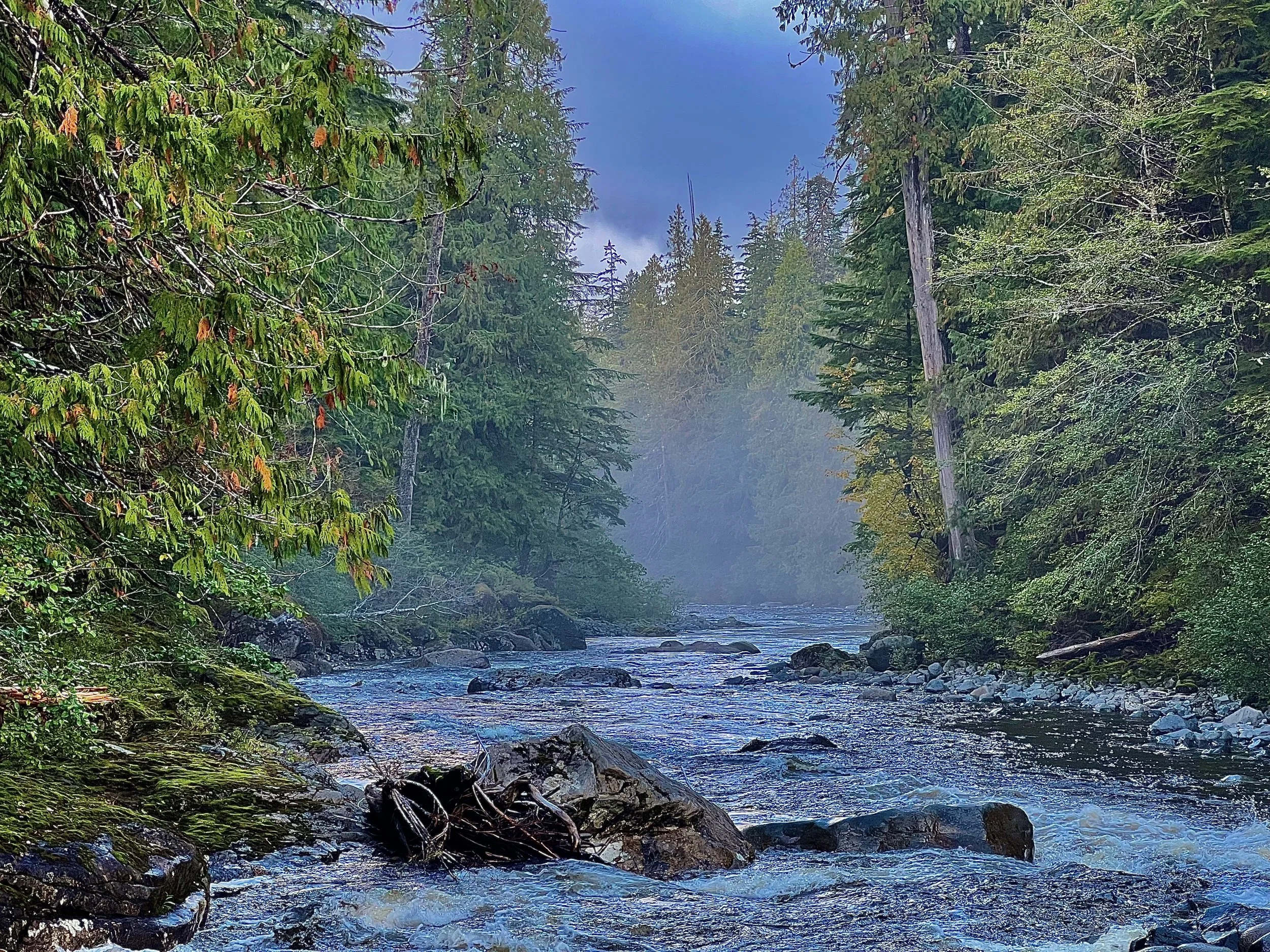 A peaceful forest scene with a flowing river, surrounded by lush green trees and a bright blue sky with some clouds.