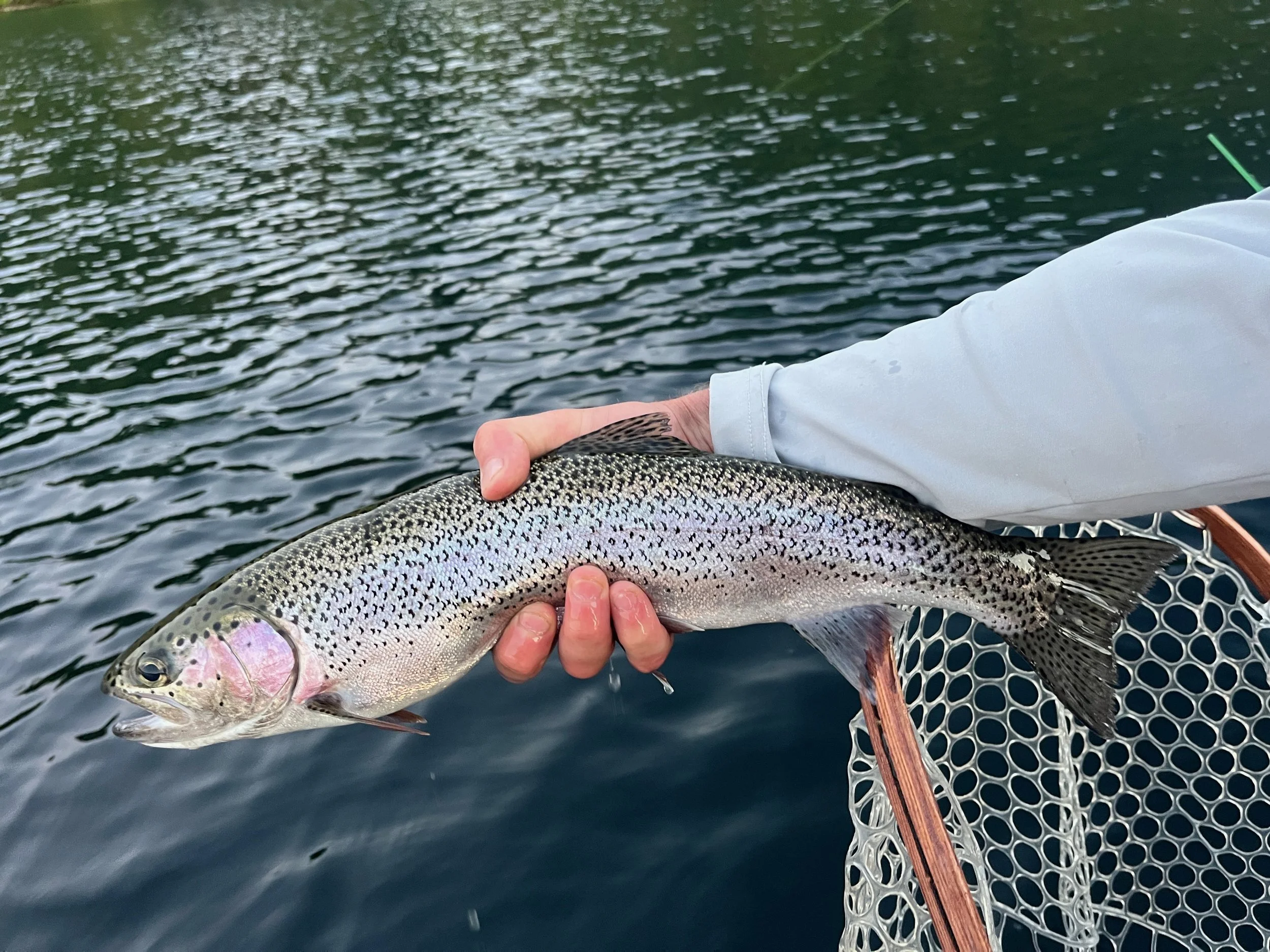 Person holding a rainbow trout over water with a fishing net nearby.