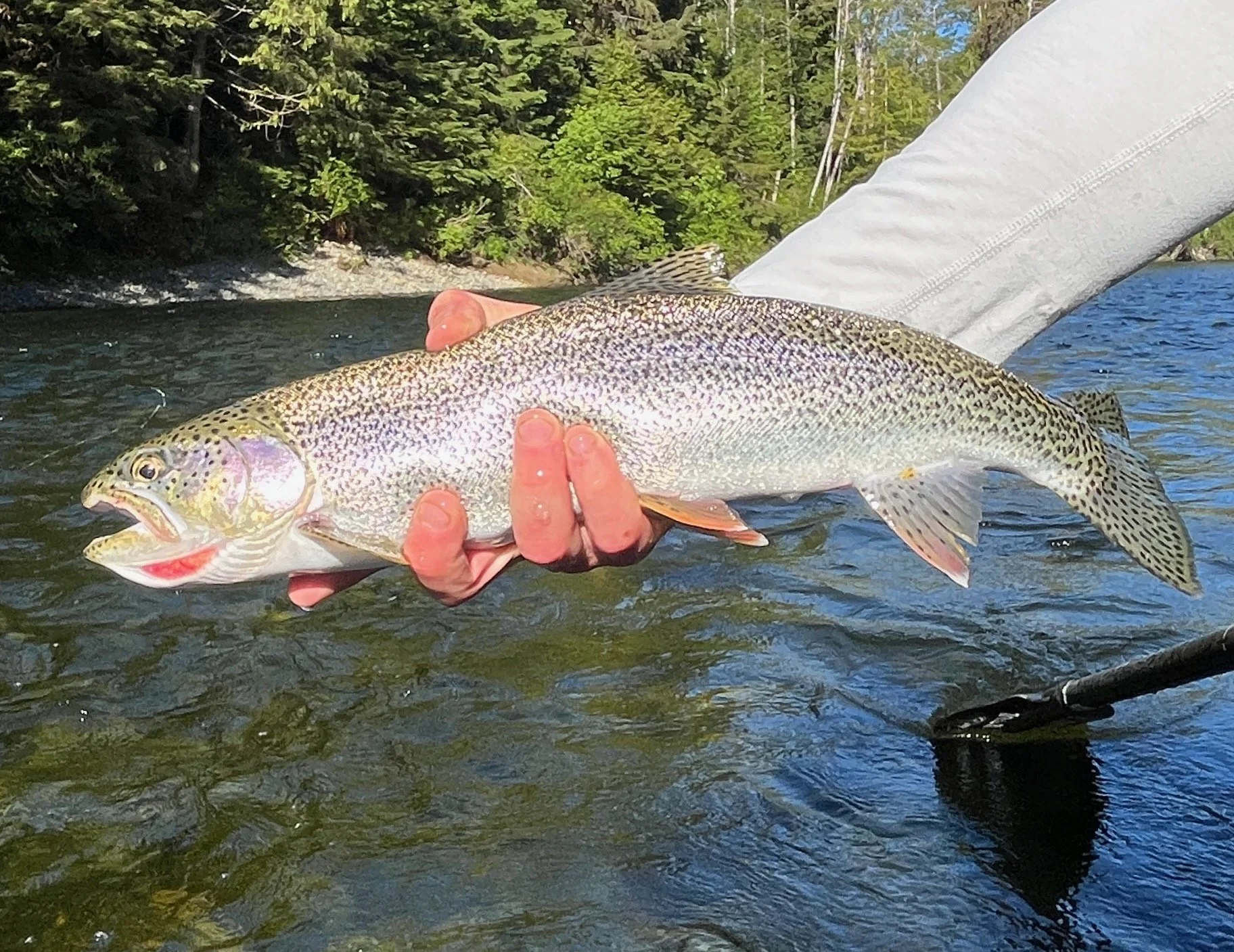 Person holding a large rainbow trout fish above a river with green trees in the background.
