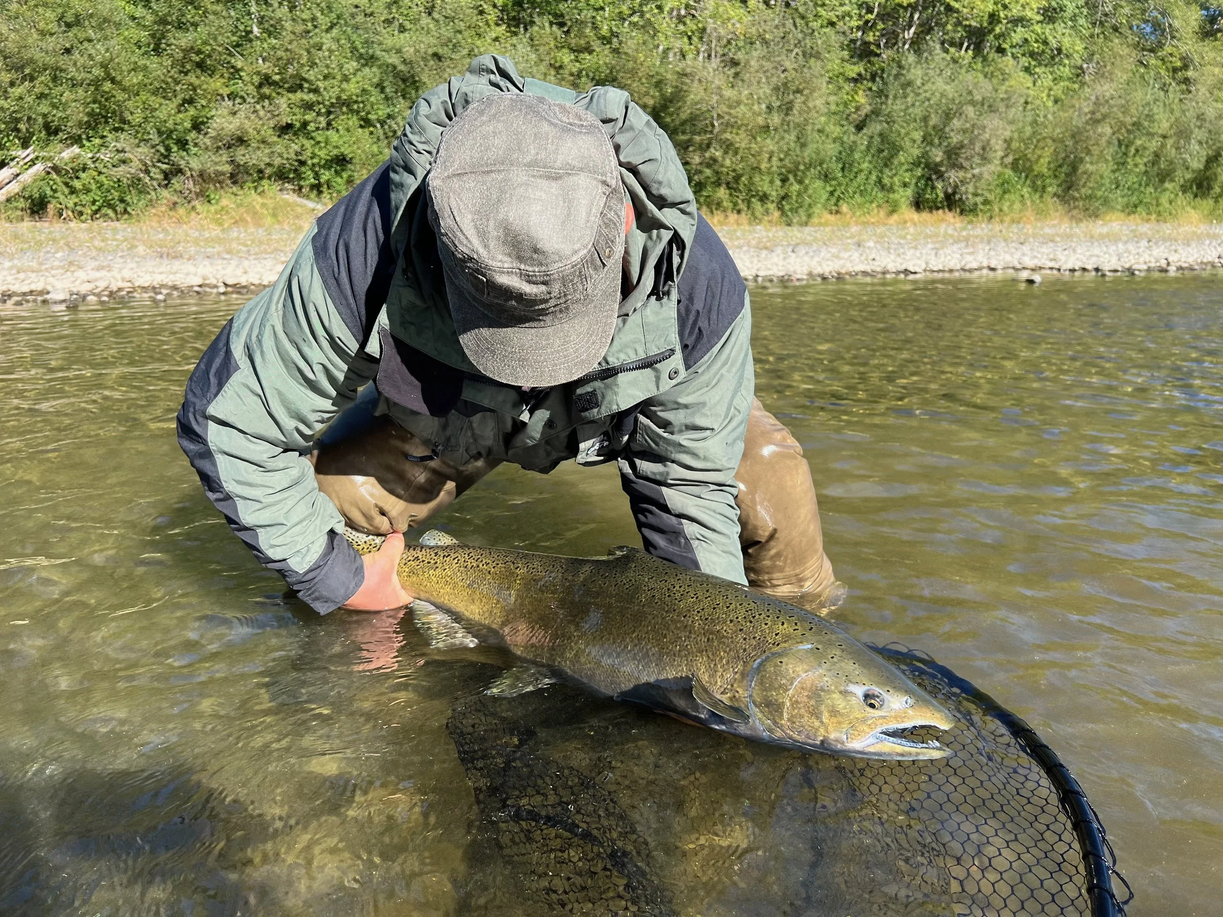 Person wearing a cap and outdoor gear holding a large chinook salmon in a shallow river with green trees in the background.