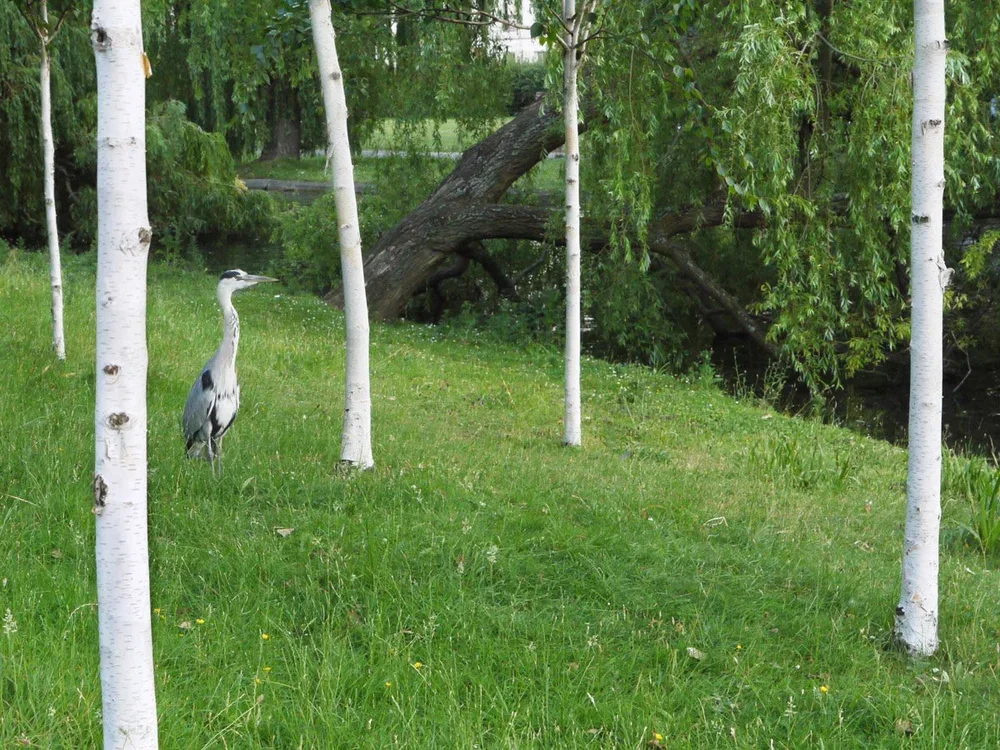 A heron standing among white-barked trees near a grassy area with a fallen tree and dense green foliage.