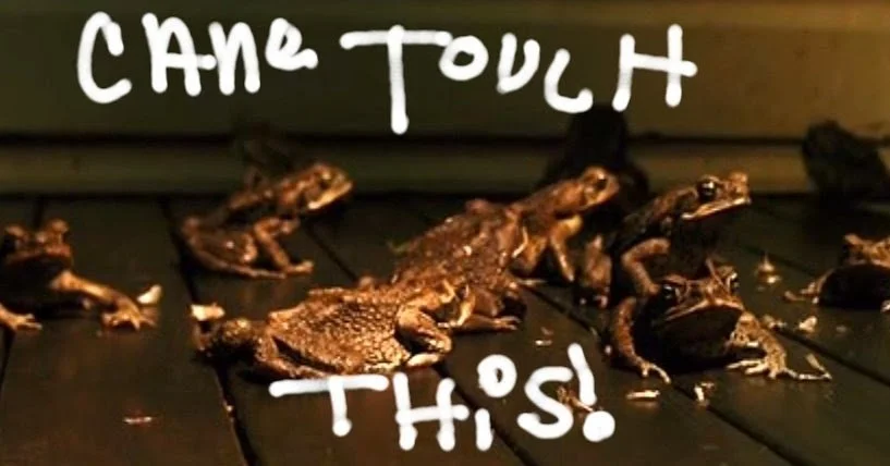 Multiple frogs on a dark wooden surface with the text 'Come Touch This!' written above and below.