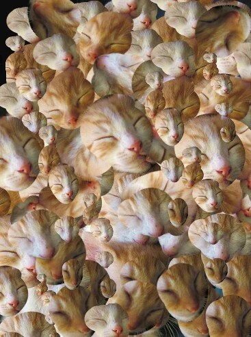 A collage of numerous orange and white sleeping kittens with their eyes closed.