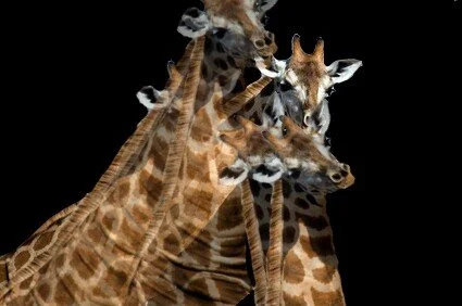 Three giraffes against a black background.