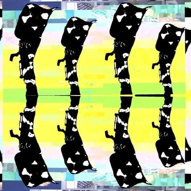 Four black and white spotted pugs facing forward, reflected on a shiny surface with a colorful background.