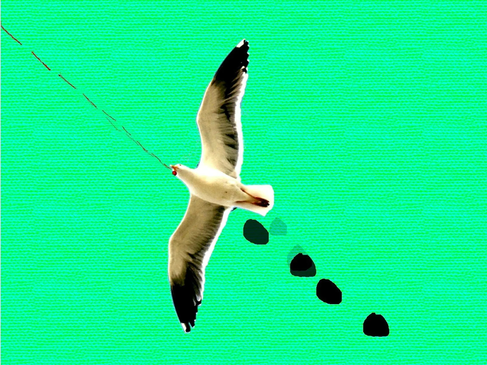 A seagull flying against a bright turquoise background, holding a string in its beak with black rocks or pebbles attached and trailing behind.