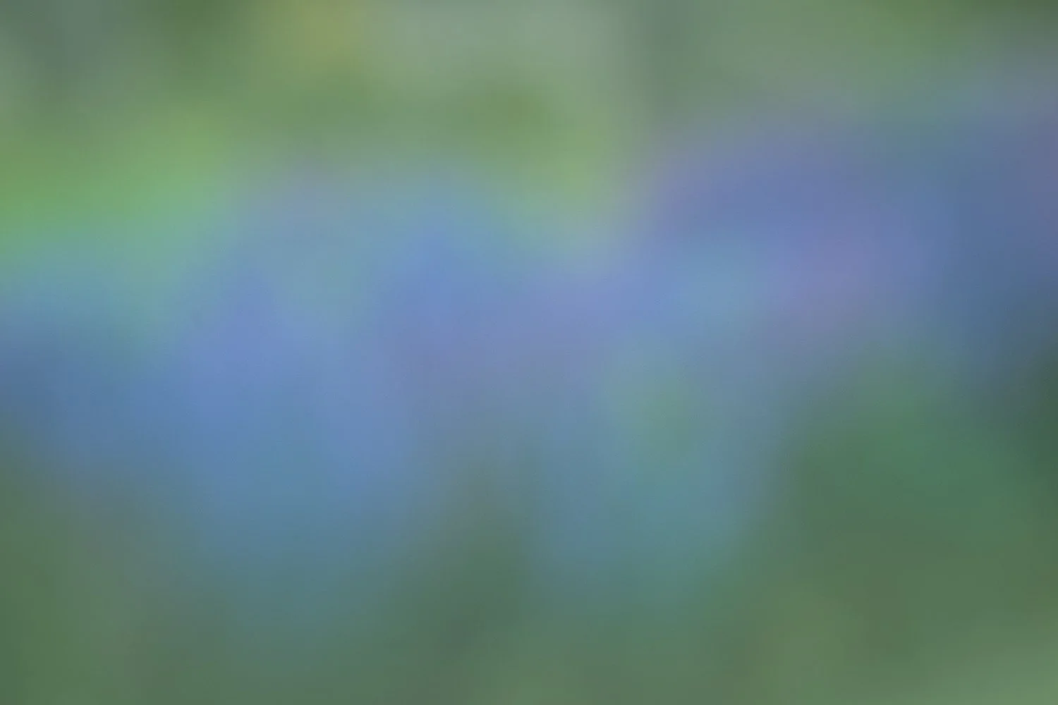 Blue Poppies Blur.jpg