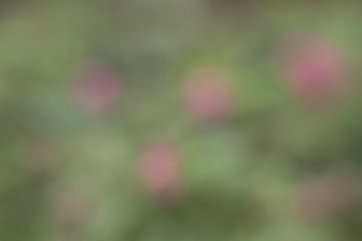 Soft Spring Tulips.jpg