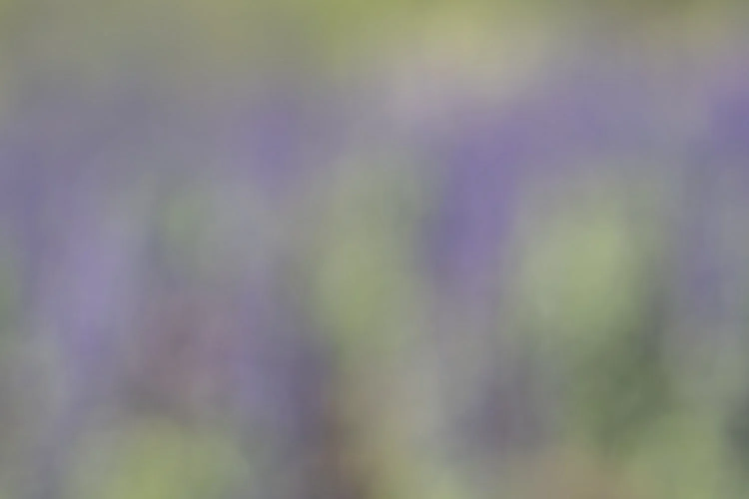Lavender Wind.jpg