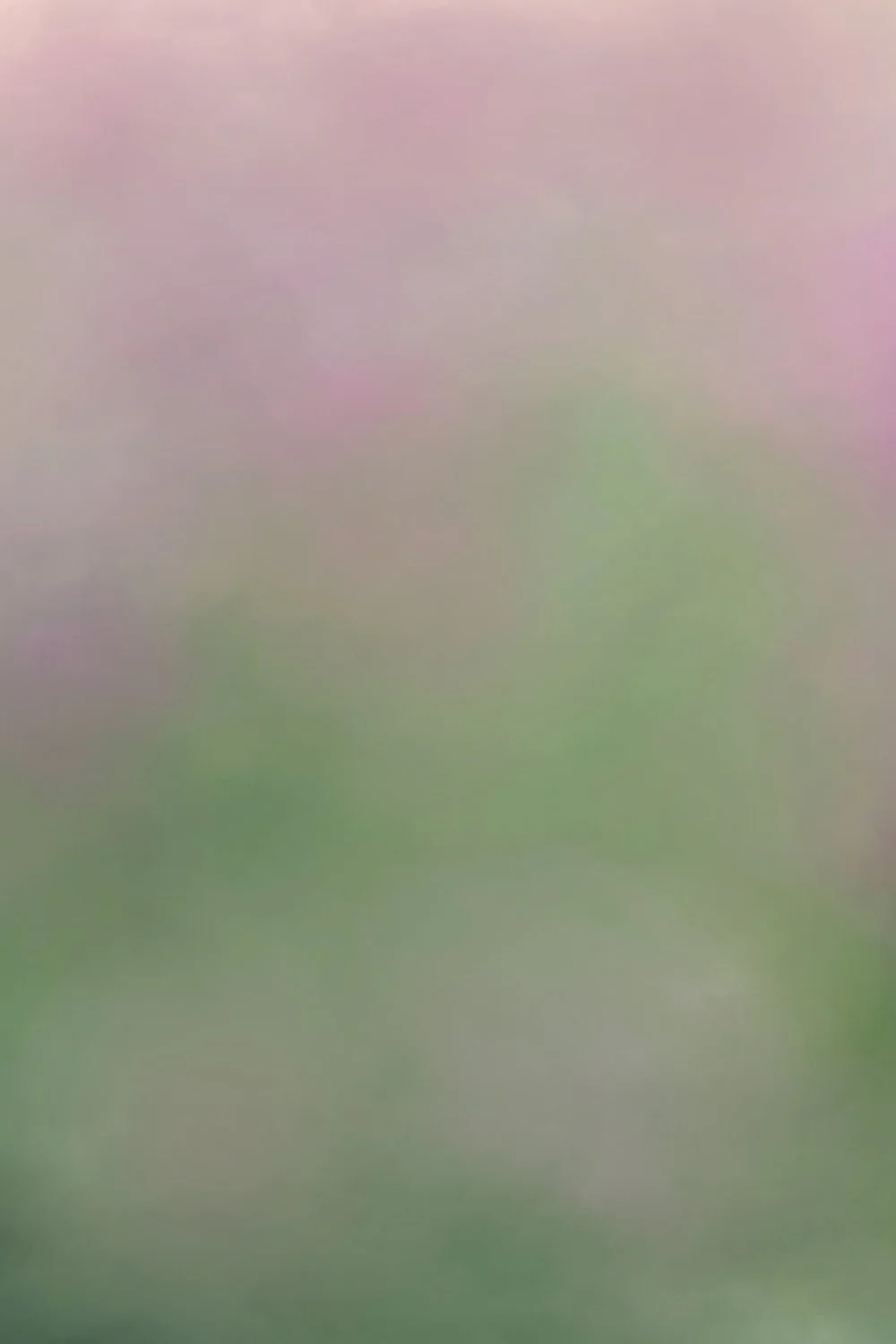 Spring WIldflowers.jpg