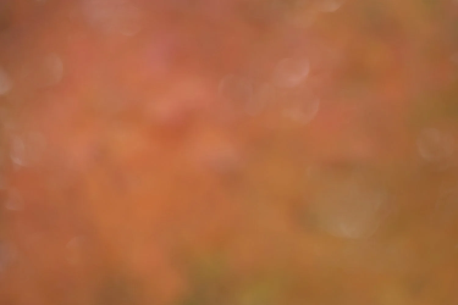 Vermont Foliage.jpg