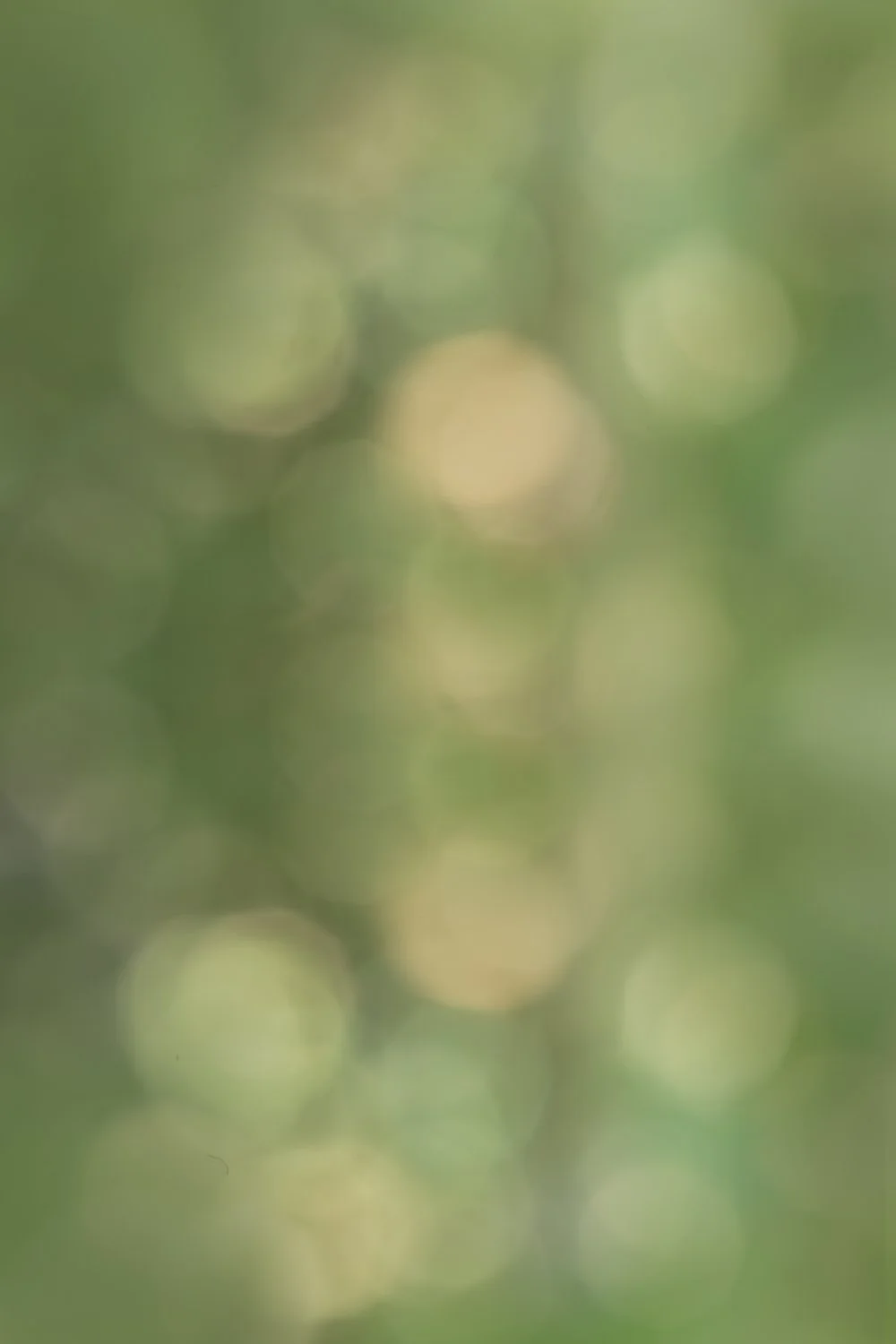 Summer Bokeh.jpg