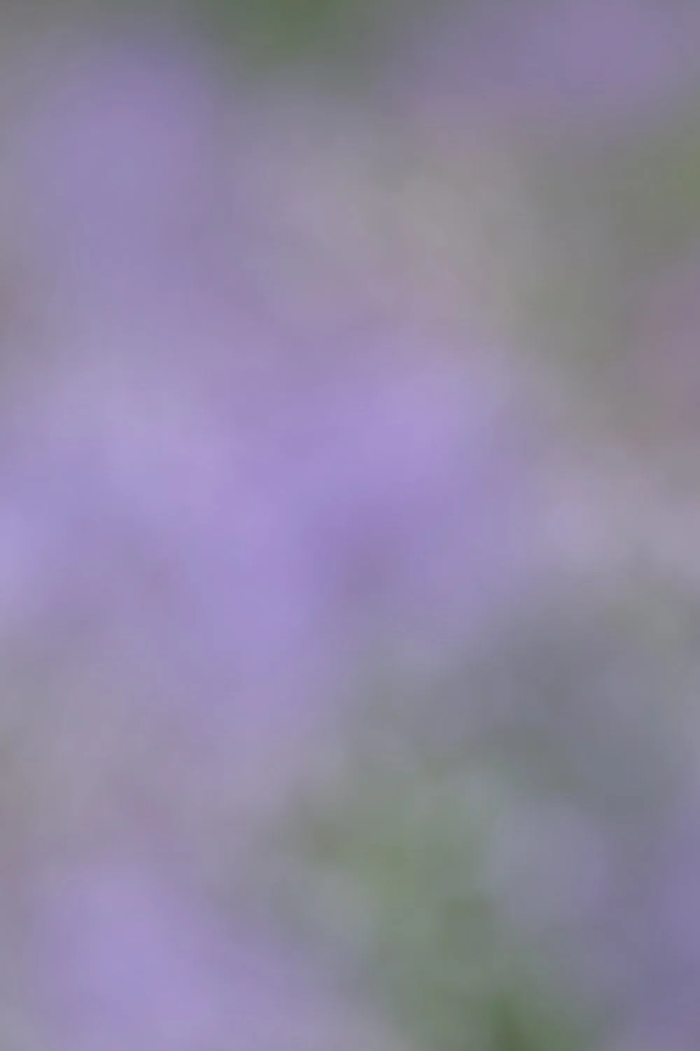 Field of Crocus.jpg