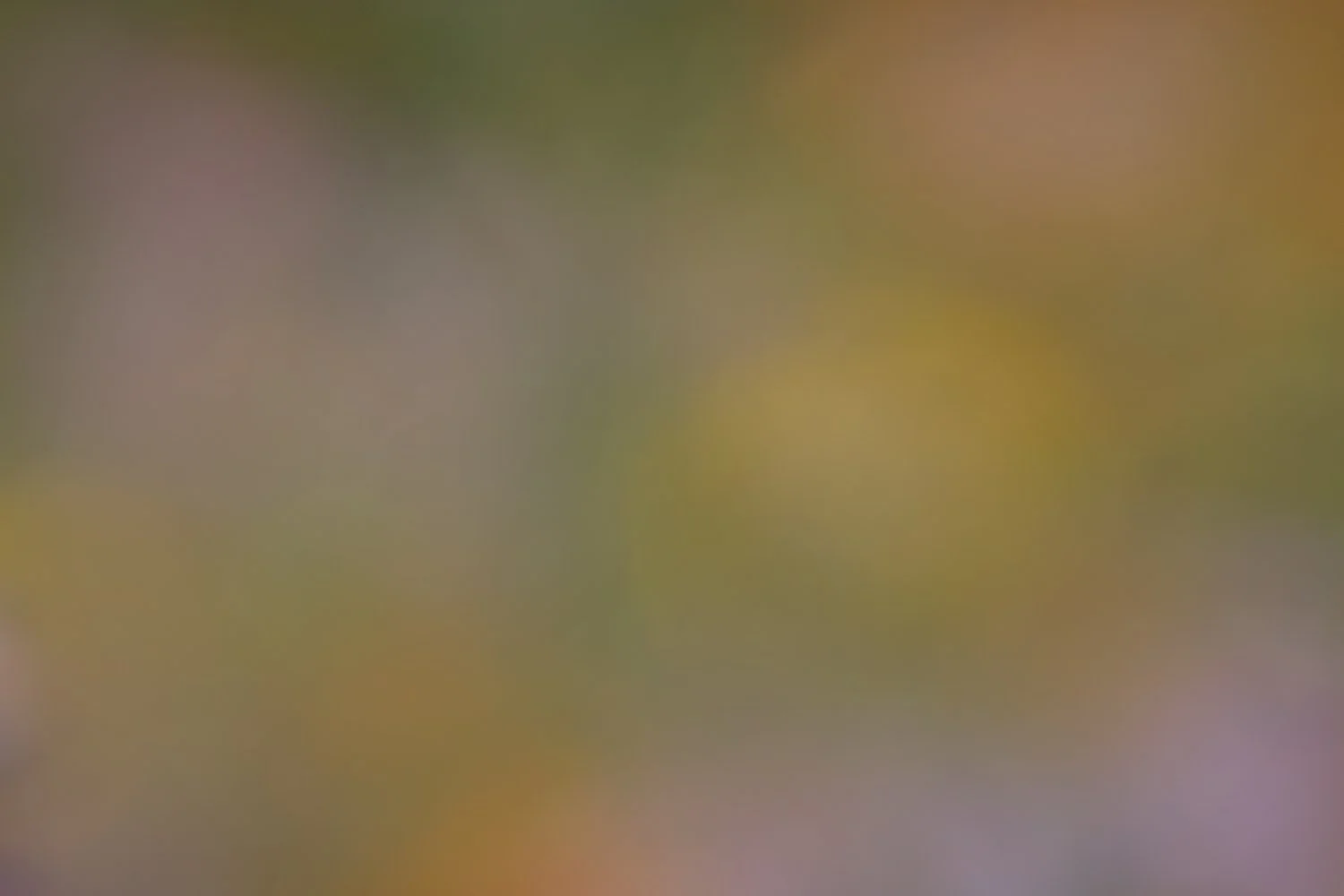 Autumn Cosmos.jpg