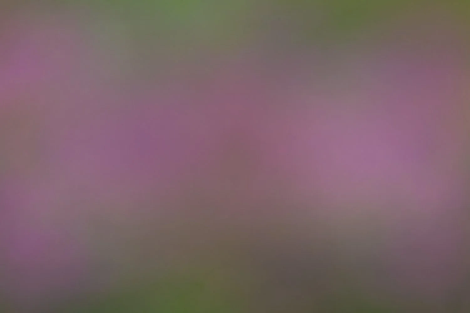 Soft Spring Peonies.jpg