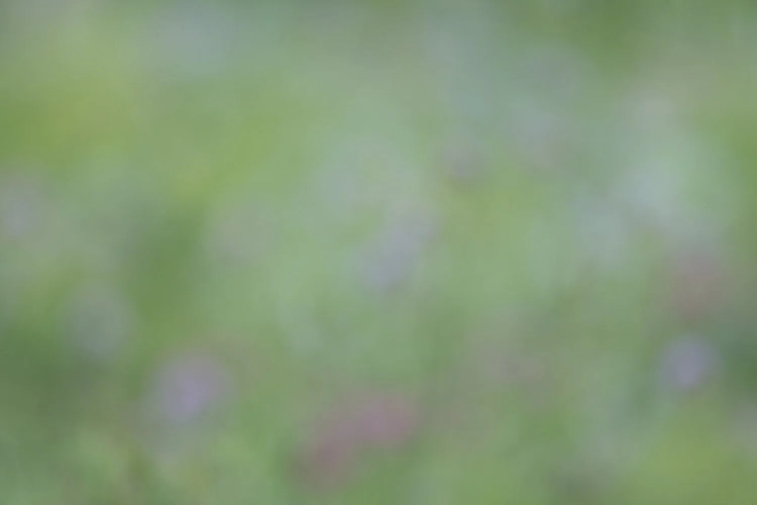 Misty Garden.jpg