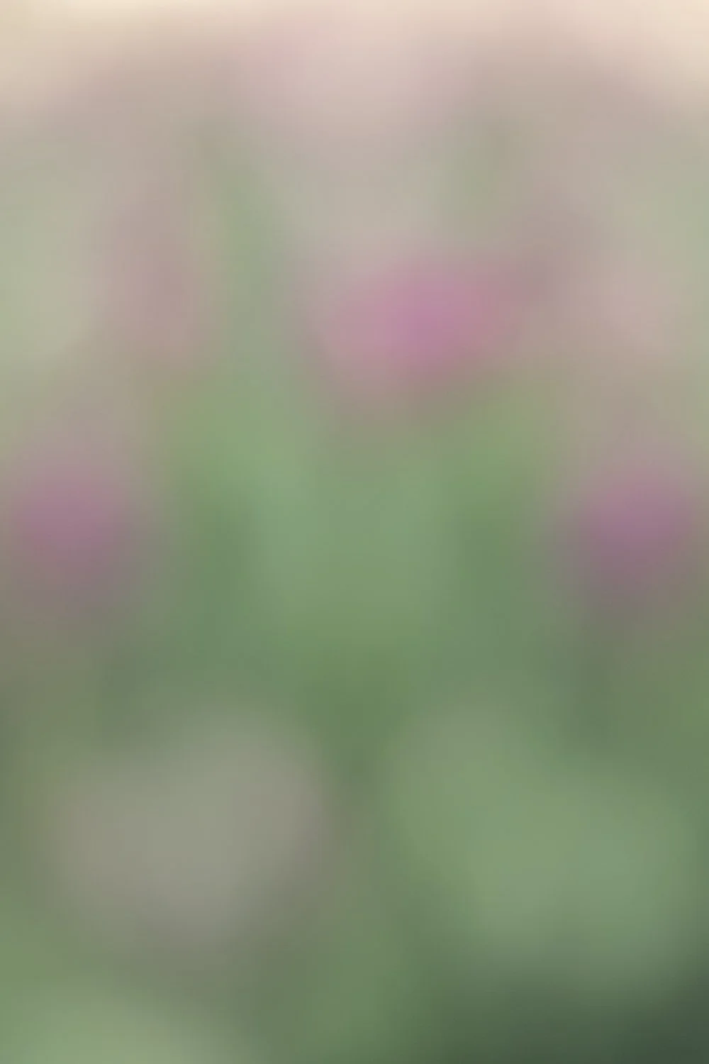 Tulip Garden.jpg