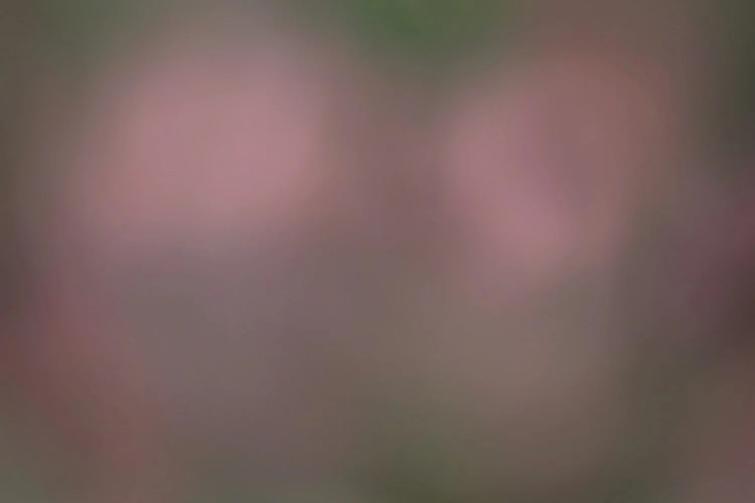 Dusty Rose Tulips.jpg