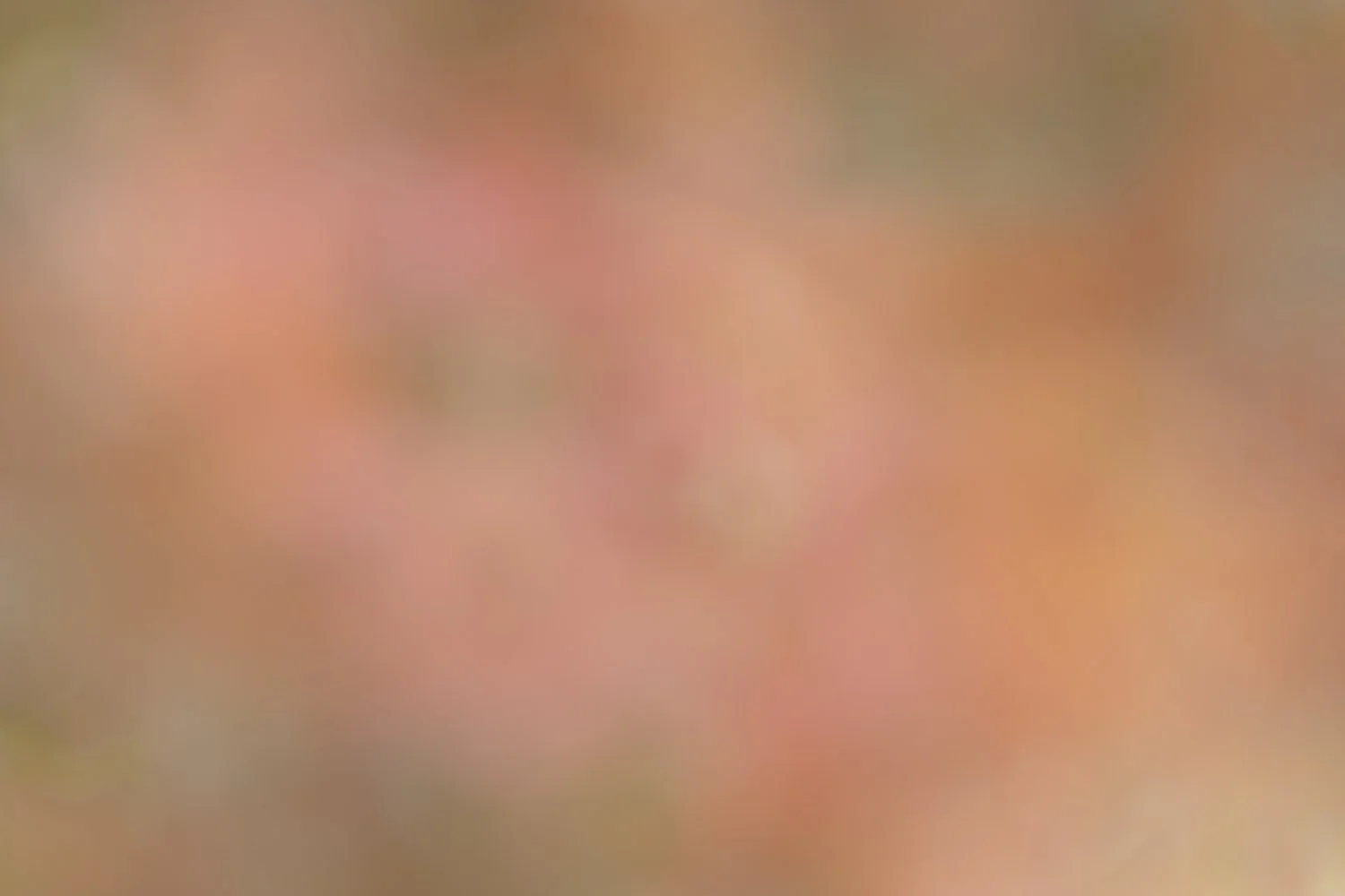 Autumn Subdued.jpg