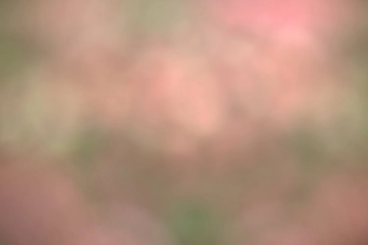 Sunny Summer Garden.jpg