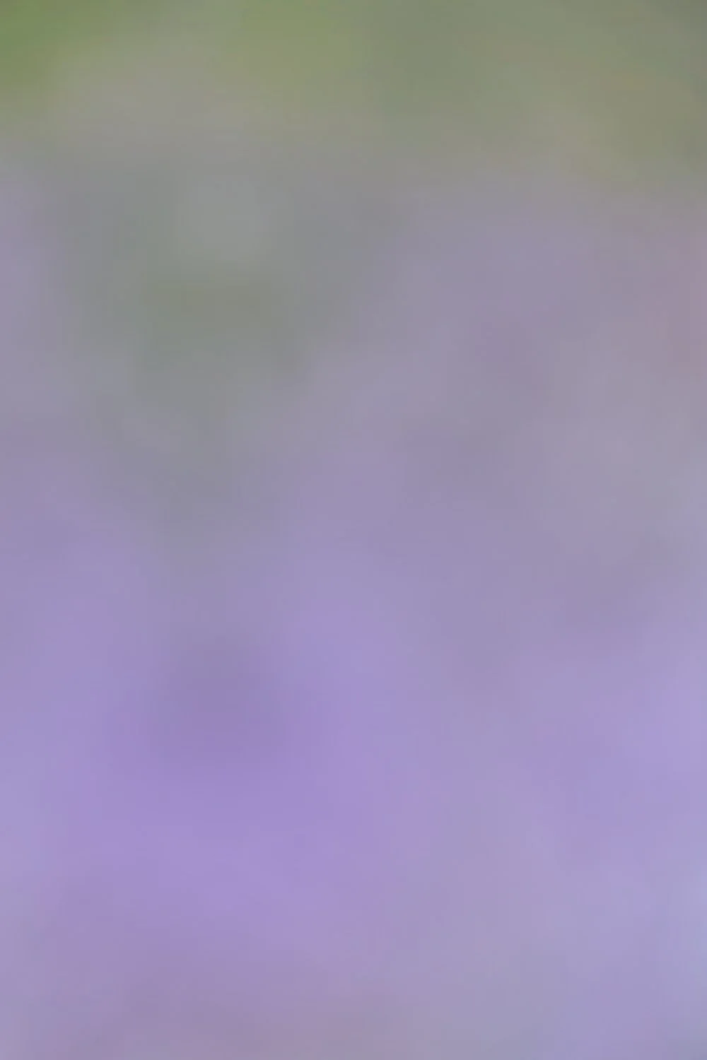 Misty Lilacs.jpg