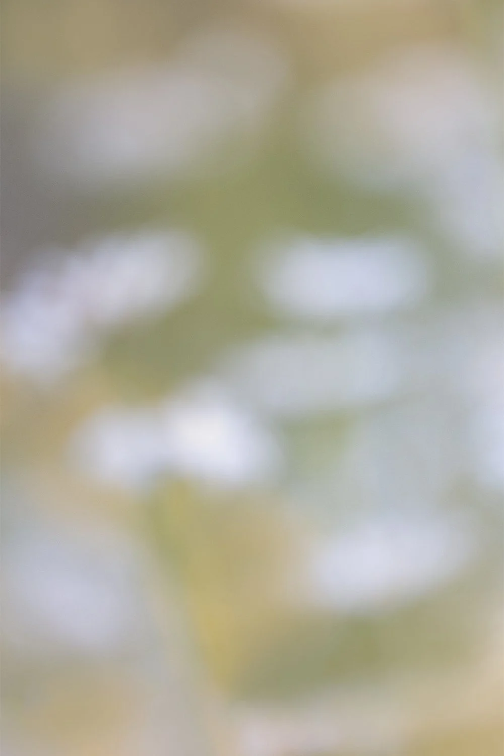 White Comos.jpg