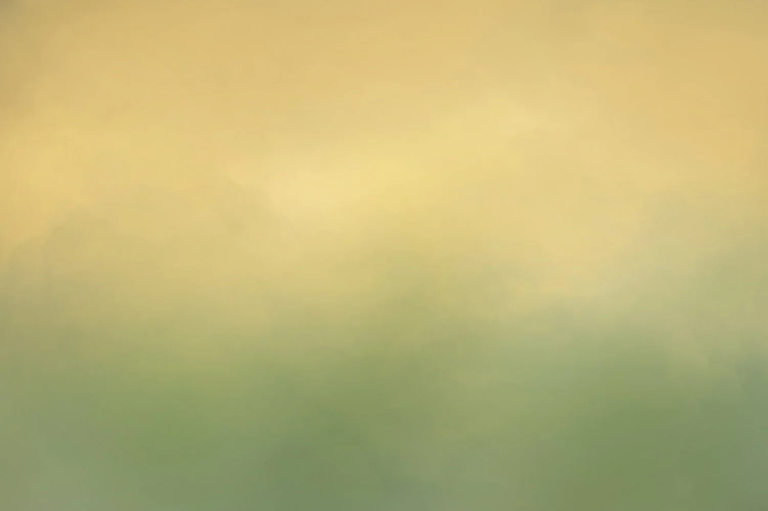 Forsynthia's Over Grass.jpg