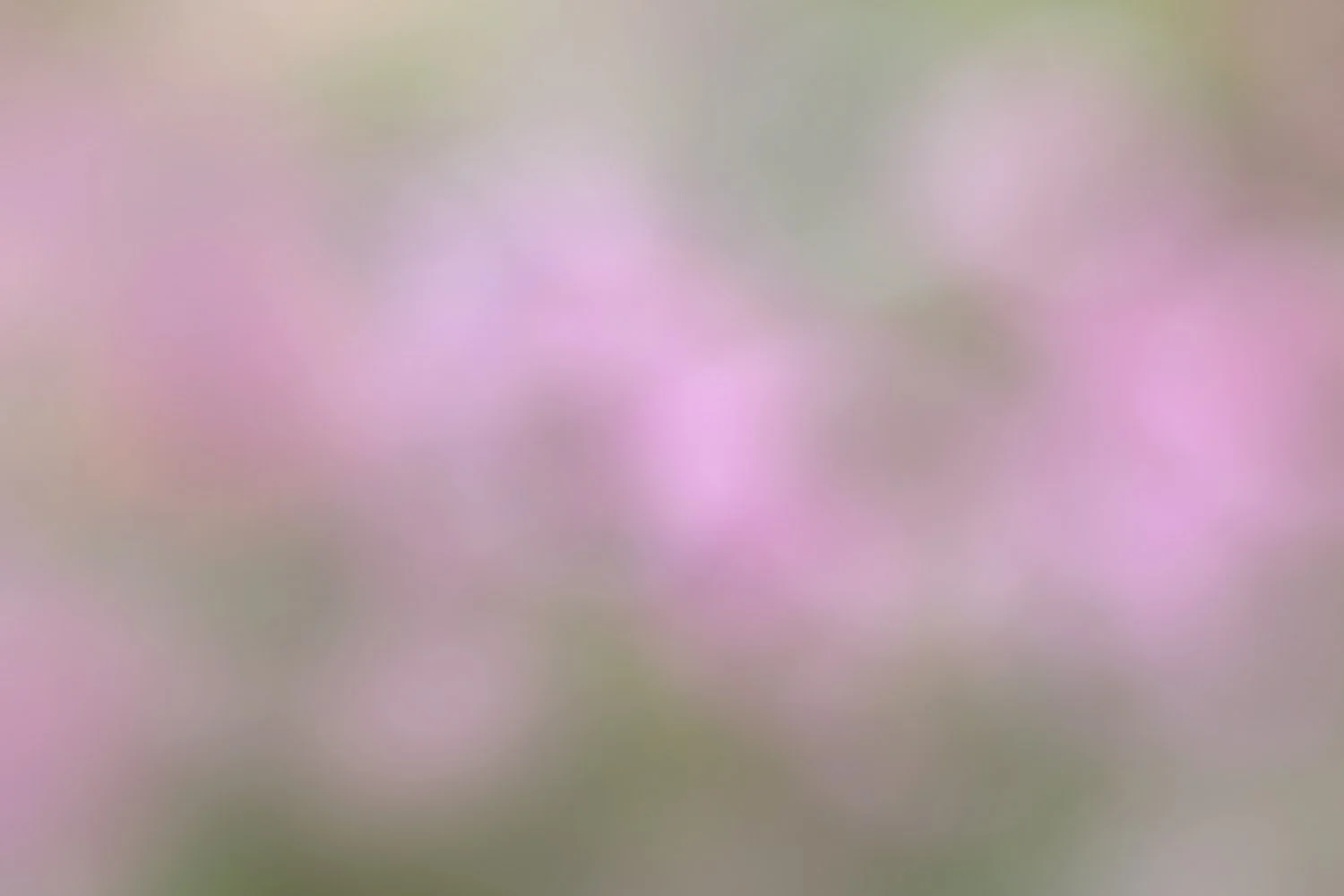 Field of Cosmos.jpg