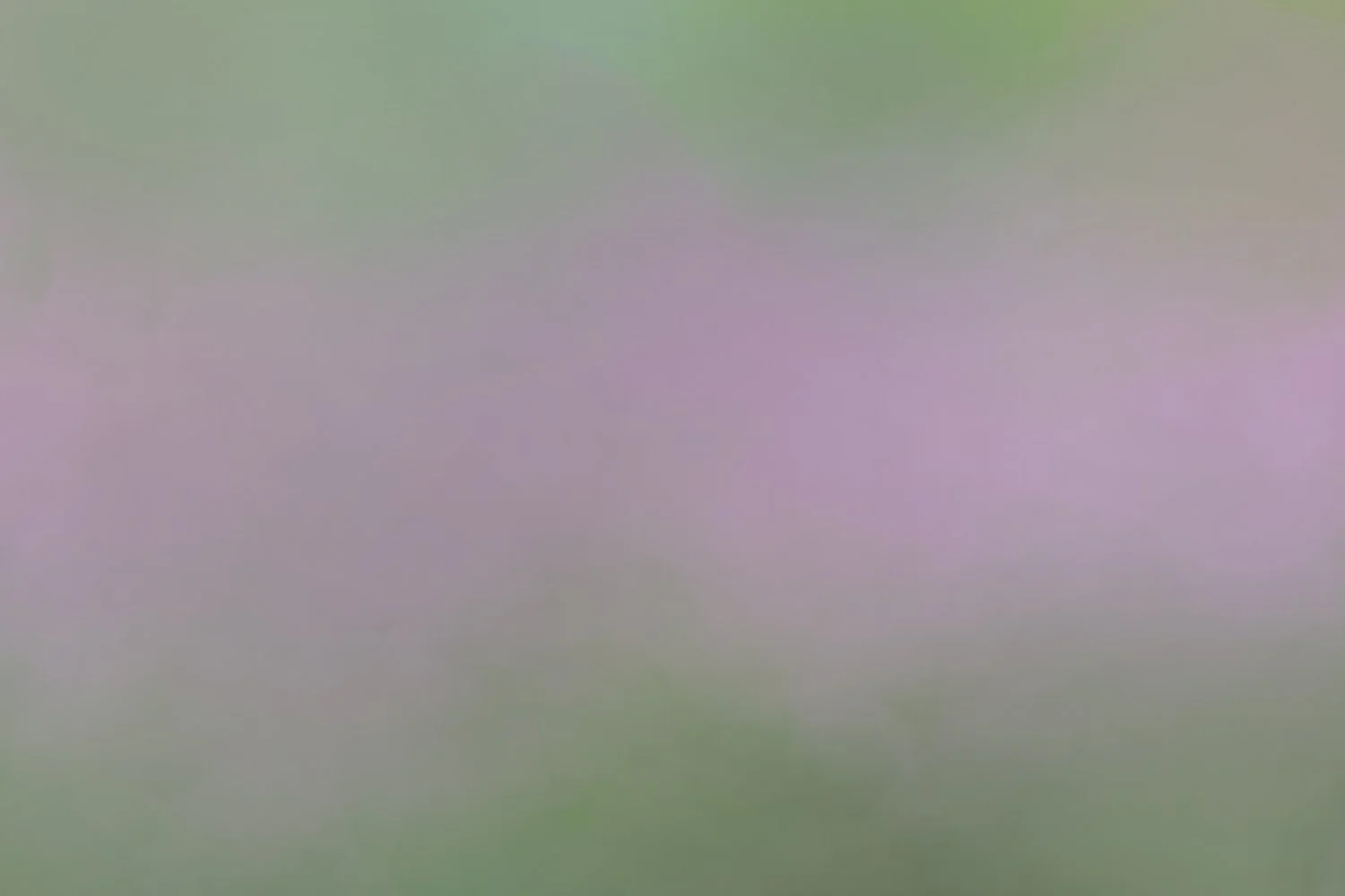 Soft Spring Magnolia.jpg