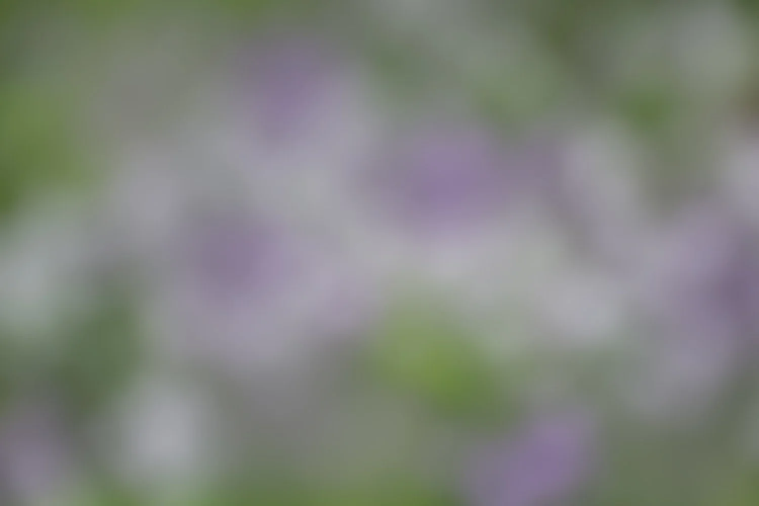 Lavender & White Tulips.jpg