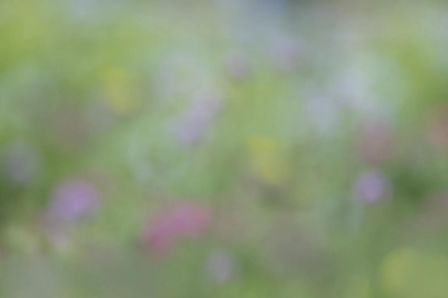 Soft Spring Garden.jpg