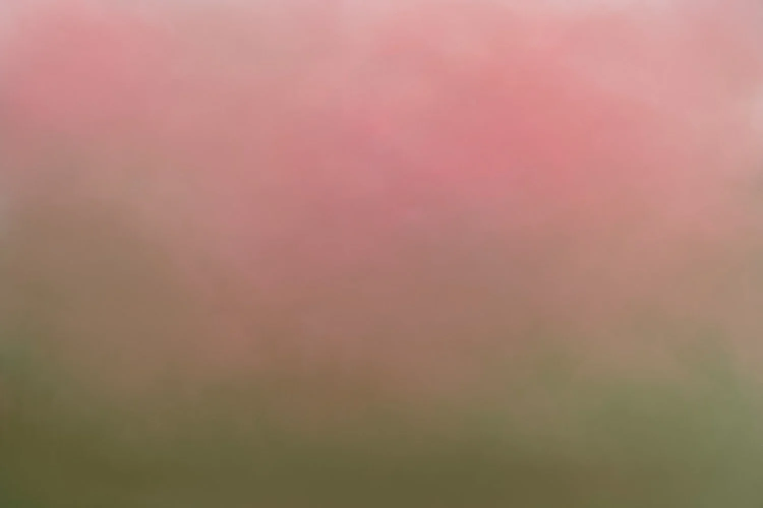 Misty Dahlias.jpg