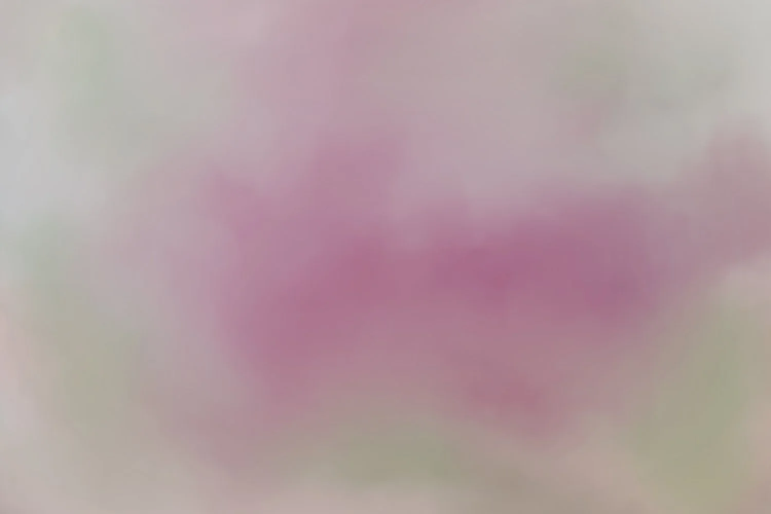 Misty Calla.jpg