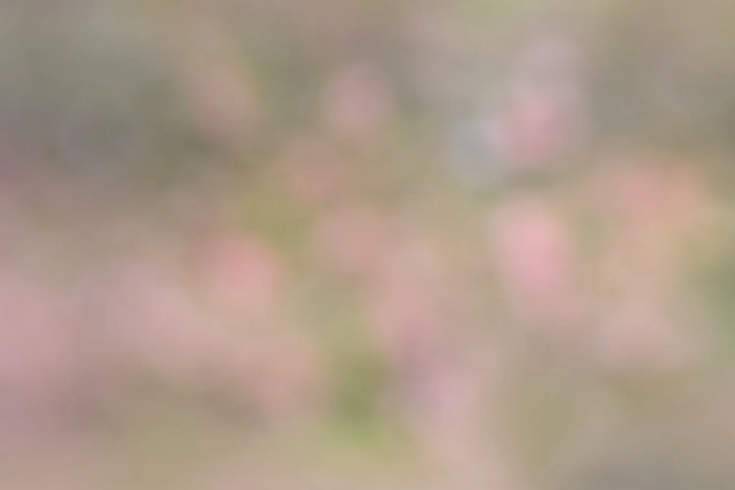 Monet's Garden.jpg