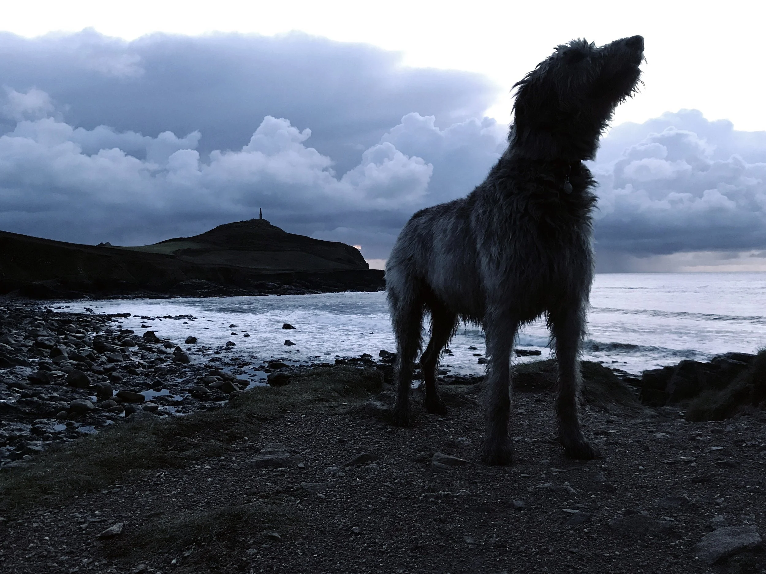 A black and gray dog standing on a pebbled shoreline near the ocean, with a cloudy sky and a small hill with a monument or structure in the background.