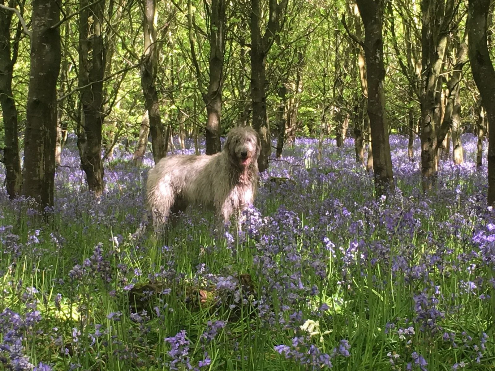 A large fluffy dog standing in a forest filled with purple flowers, surrounded by green trees and sunlight filtering through the leaves.