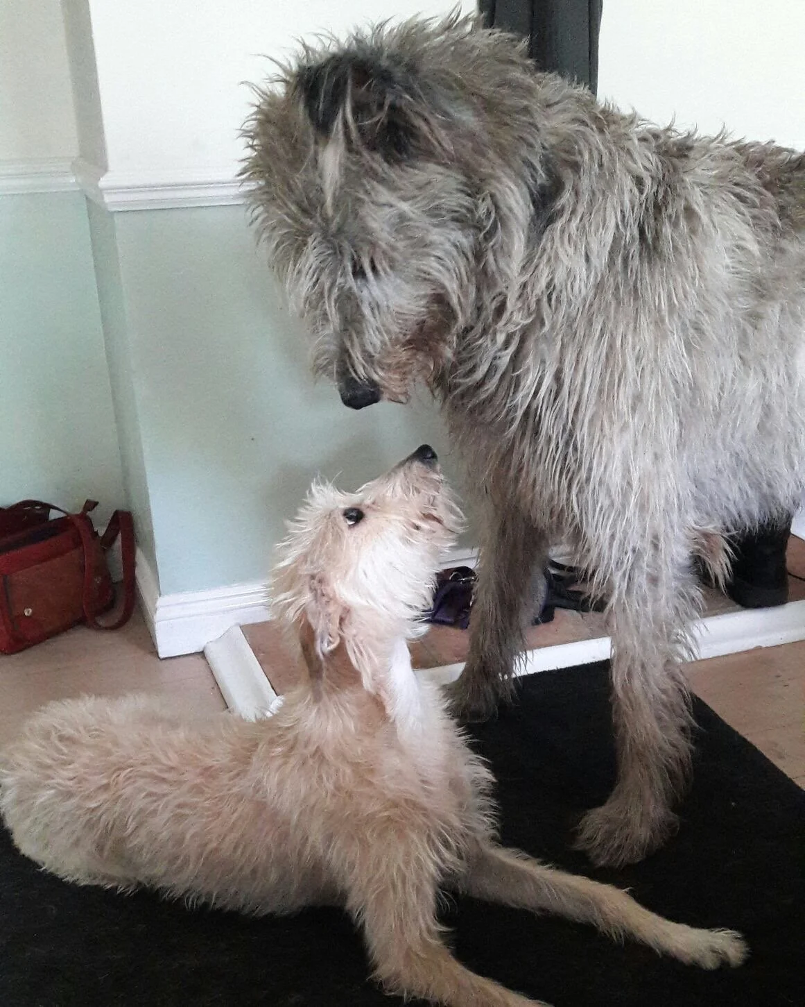 Two dogs, one large and one small, looking at each other indoors on a black rug.