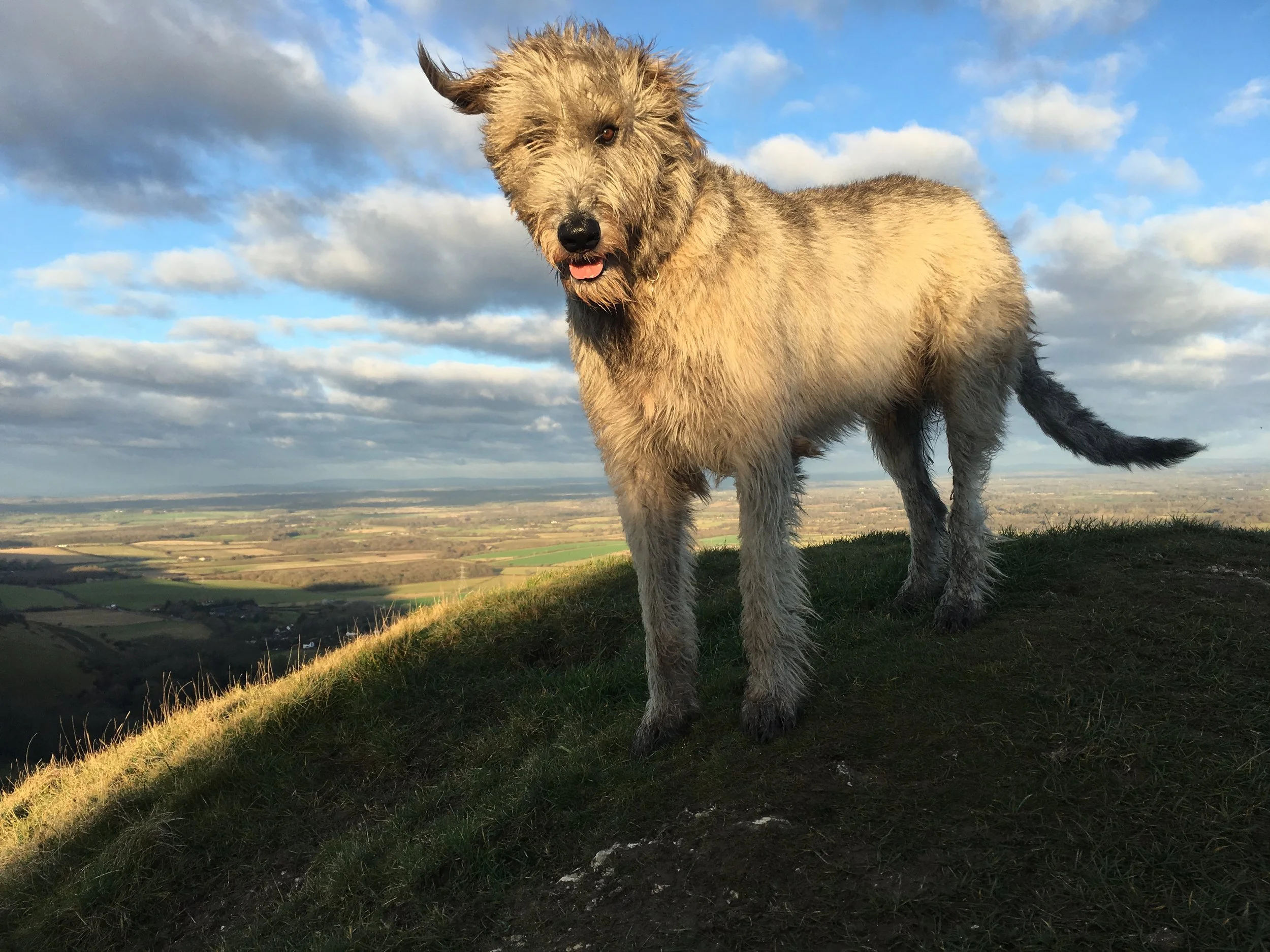 A dog with shaggy fur standing on grass with a landscape and cloudy sky in the background.