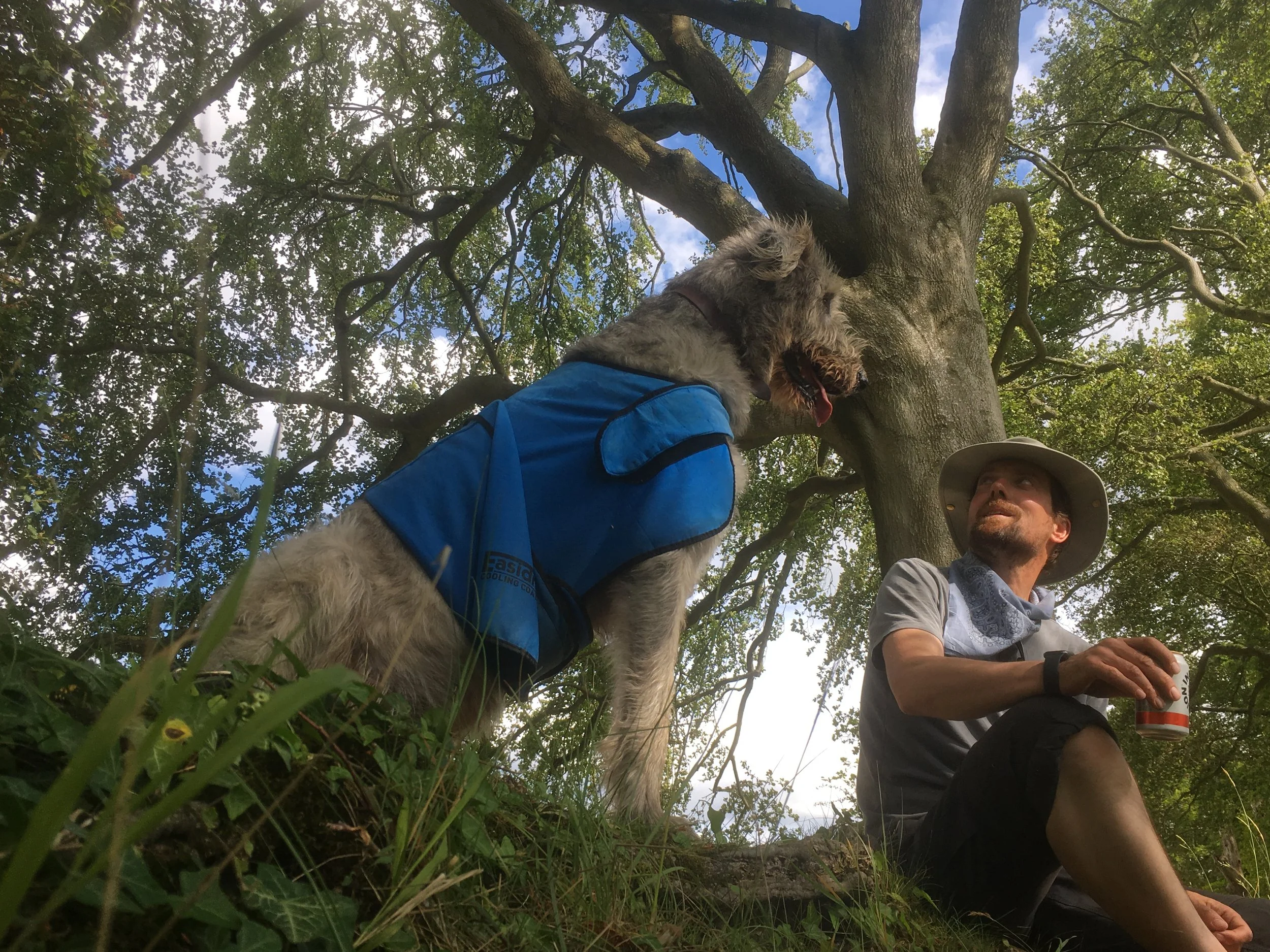 A person and a dog sitting underneath a large tree with thick branches and green leaves, with a clear blue sky peeking through the foliage.