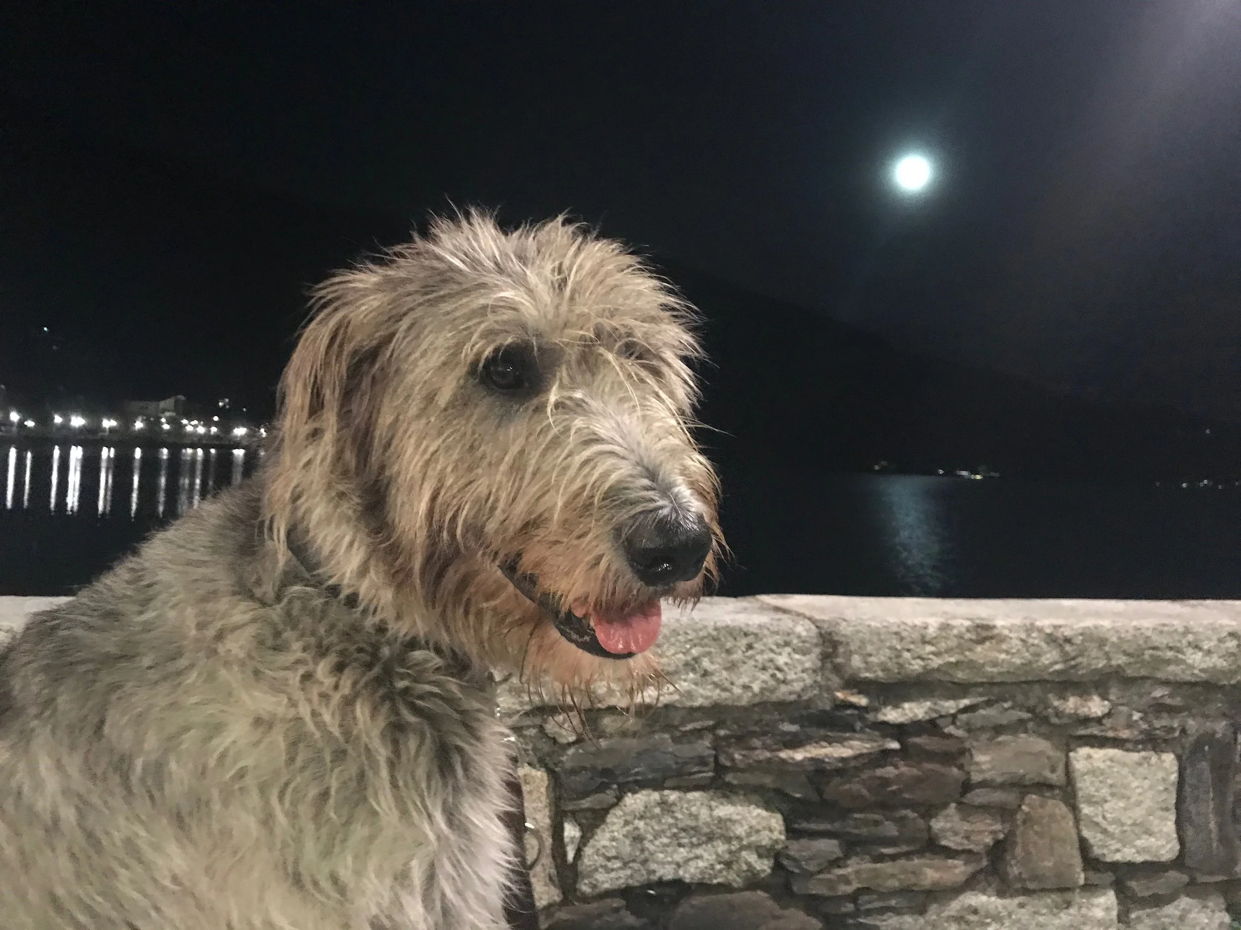 A scruffy brown dog with a black nose and dark eyes, sitting on a stone surface at night. The moon is bright in the dark sky, and a body of water with reflections and a distant shoreline with lights are visible in the background.