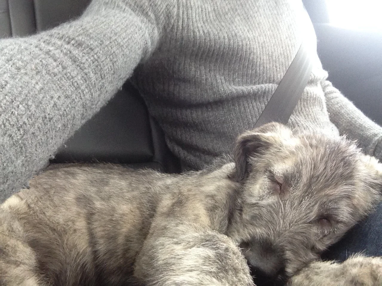 A person sitting in a car with a gray sweater, holding a sleeping puppy with gray fur, cuddled on their lap.